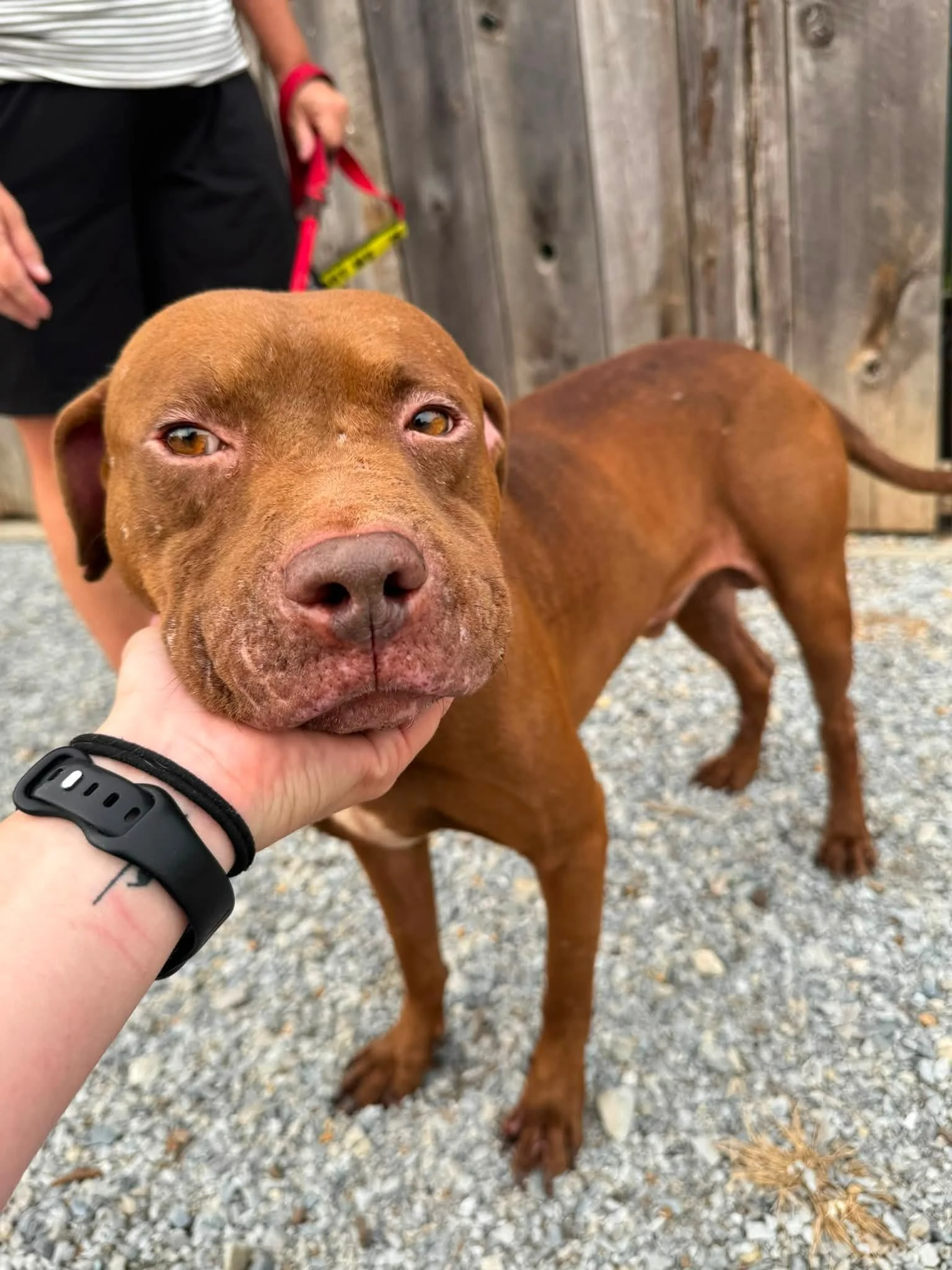 notorious-dog-rescue-buzz-03.jpg
