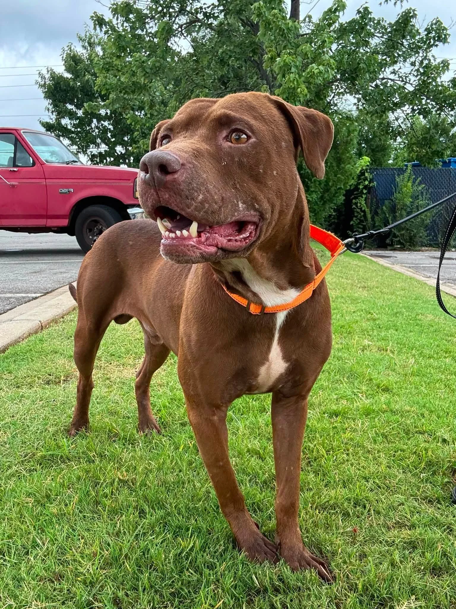 notorious-dog-rescue-buzz-04.jpg