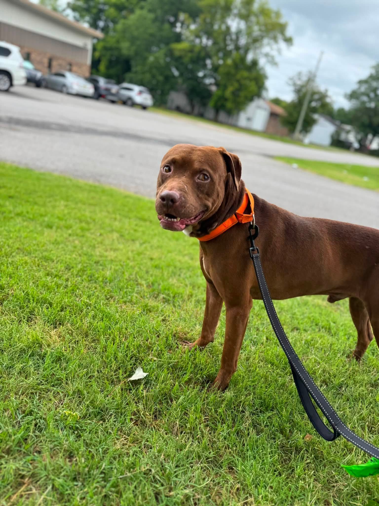 notorious-dog-rescue-buzz-05.jpg