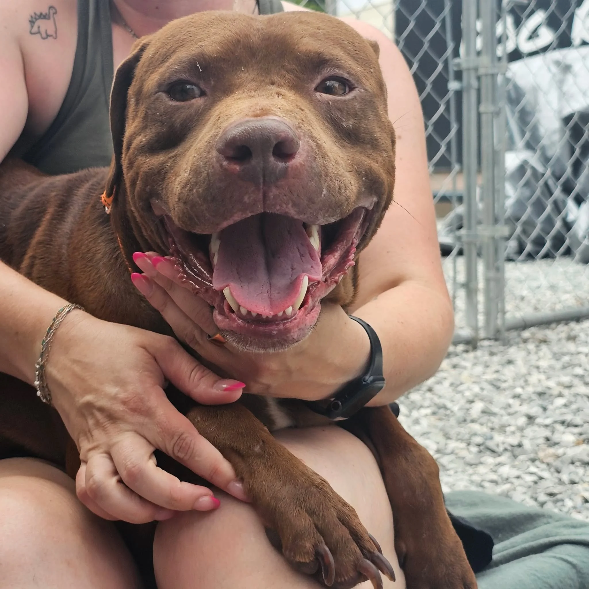 notorious-dog-rescue-buzz-07.jpg