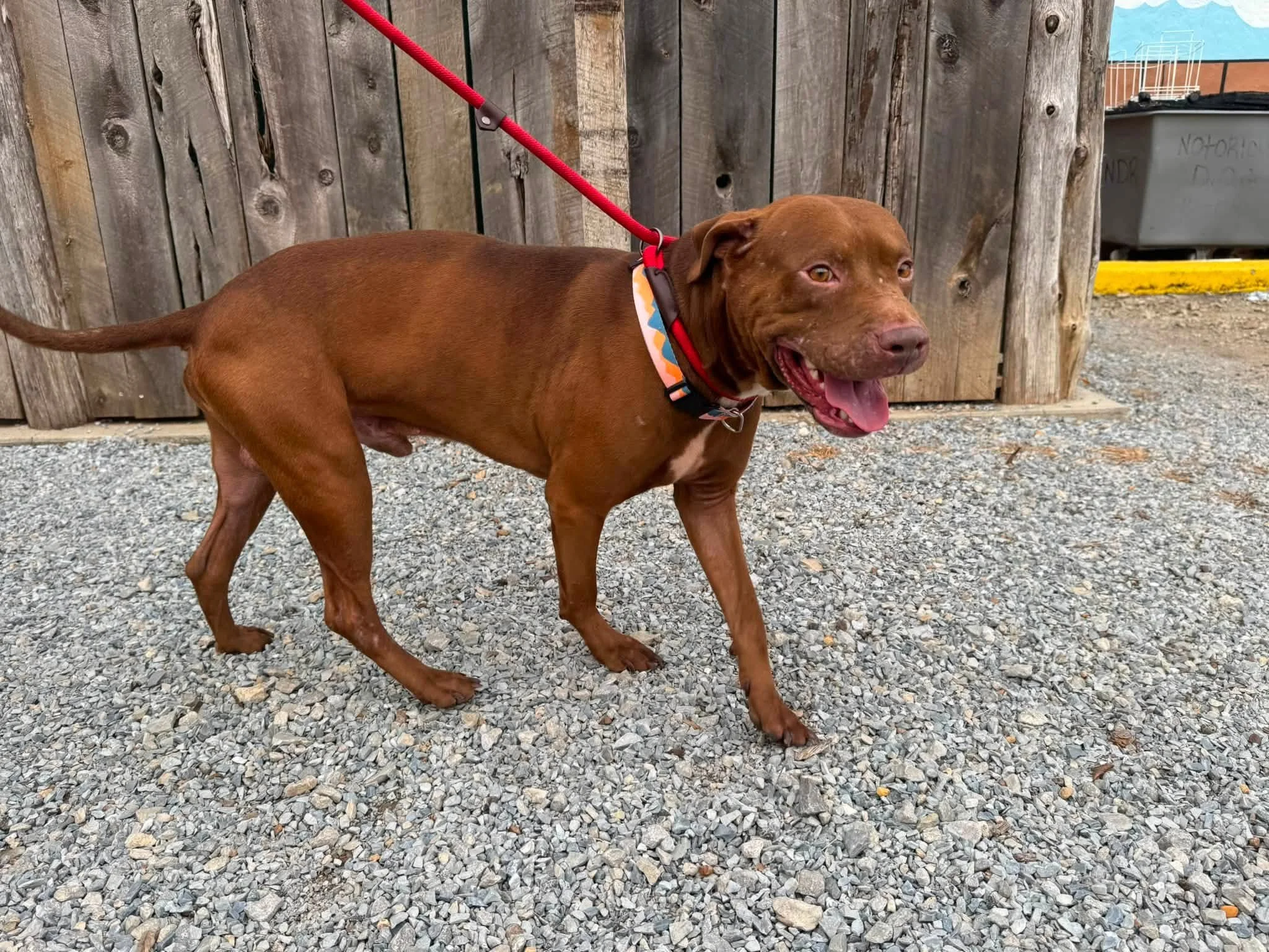 notorious-dog-rescue-buzz-02.jpg
