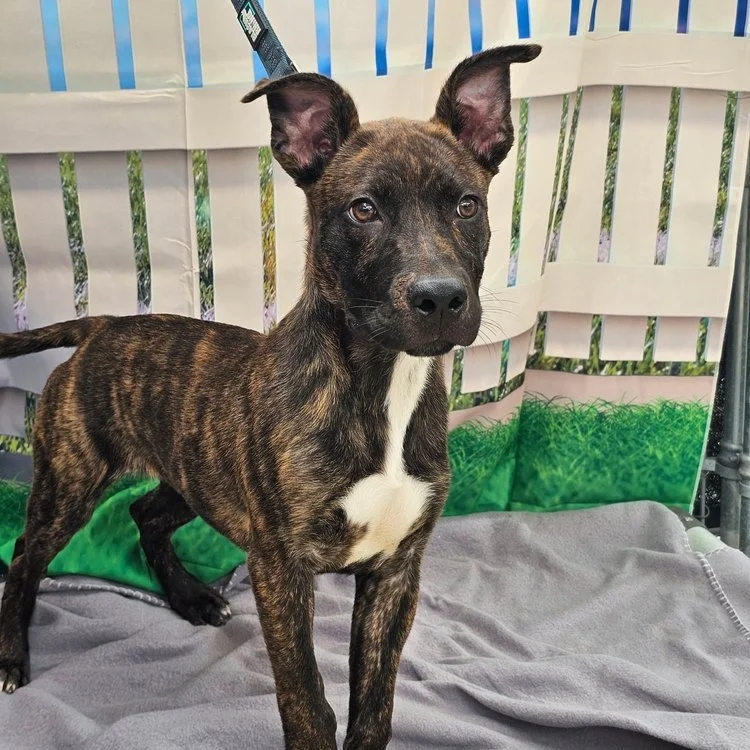 notorious-dog-rescue-wren-02.jpg