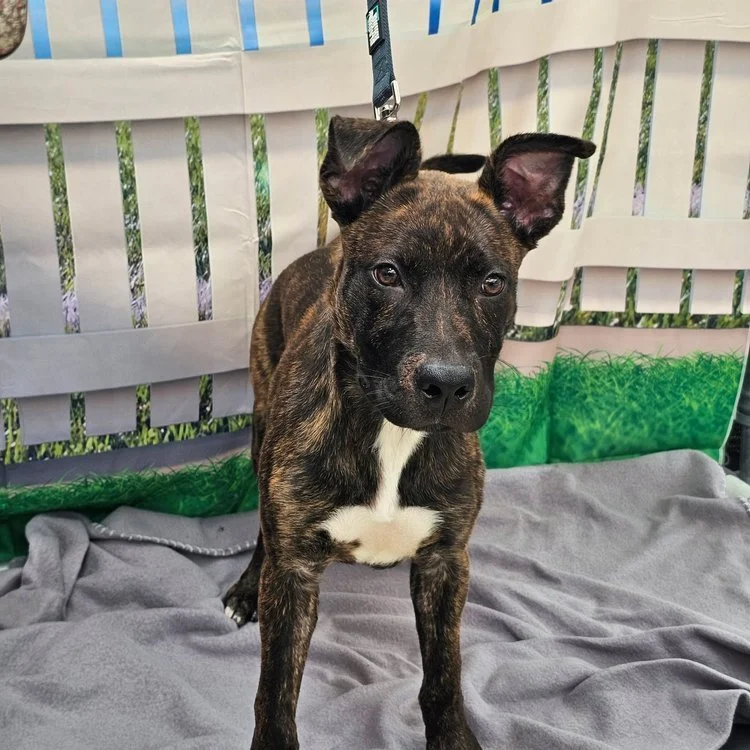 notorious-dog-rescue-wren-03.jpg