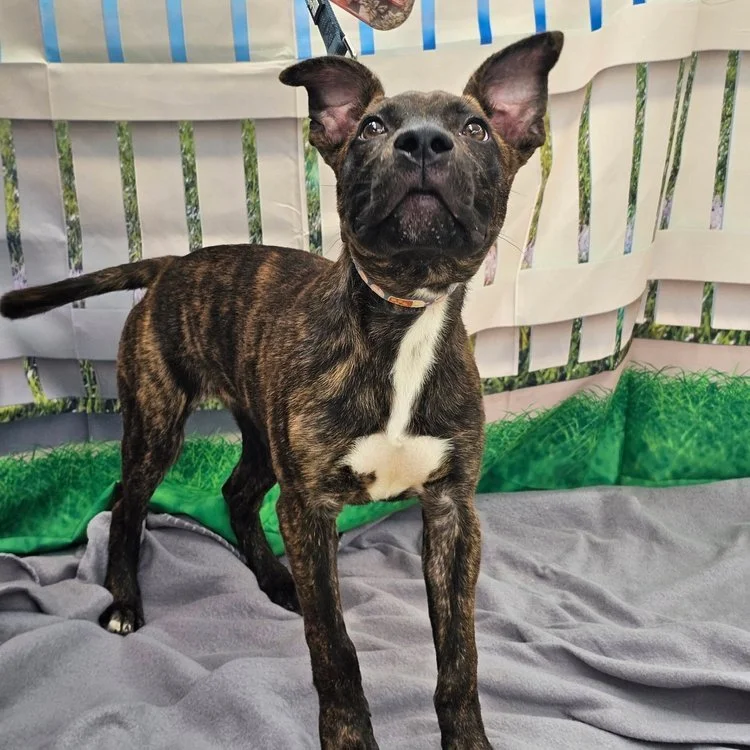 notorious-dog-rescue-wren-04.jpg