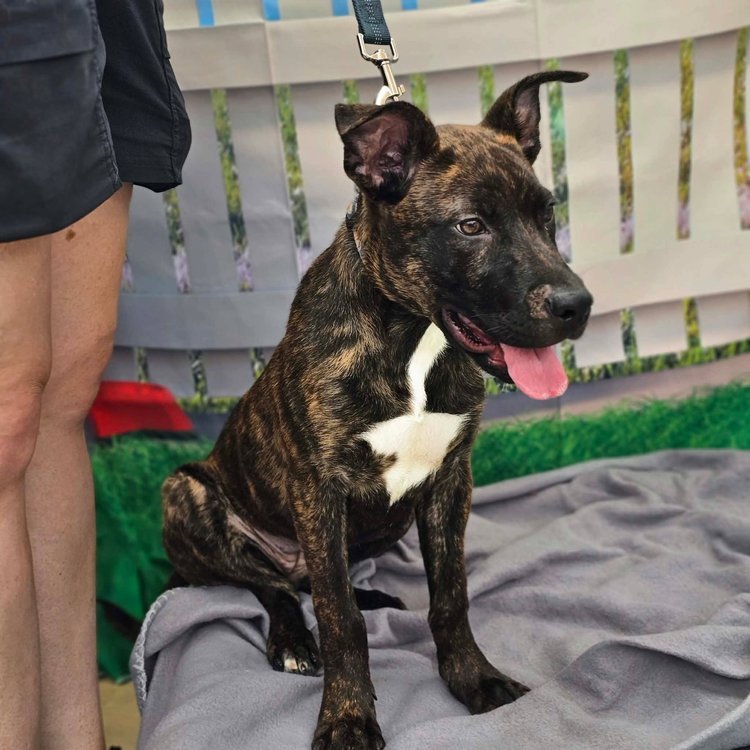 notorious-dog-rescue-wren-05.jpg