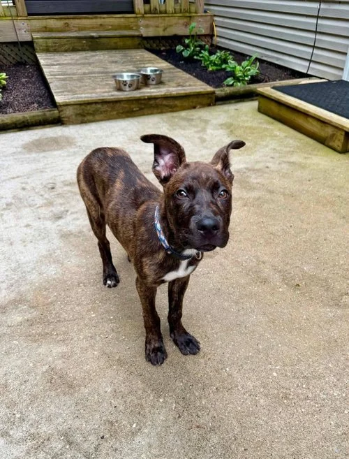 notorious-dog-rescue-wren-06.jpg