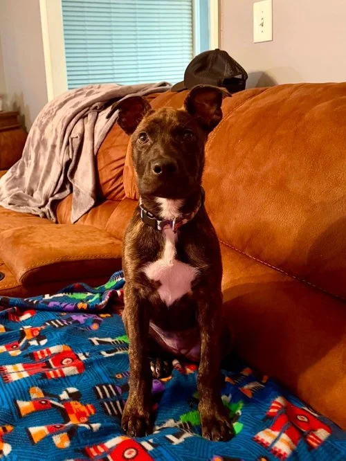 notorious-dog-rescue-wren-07.jpg