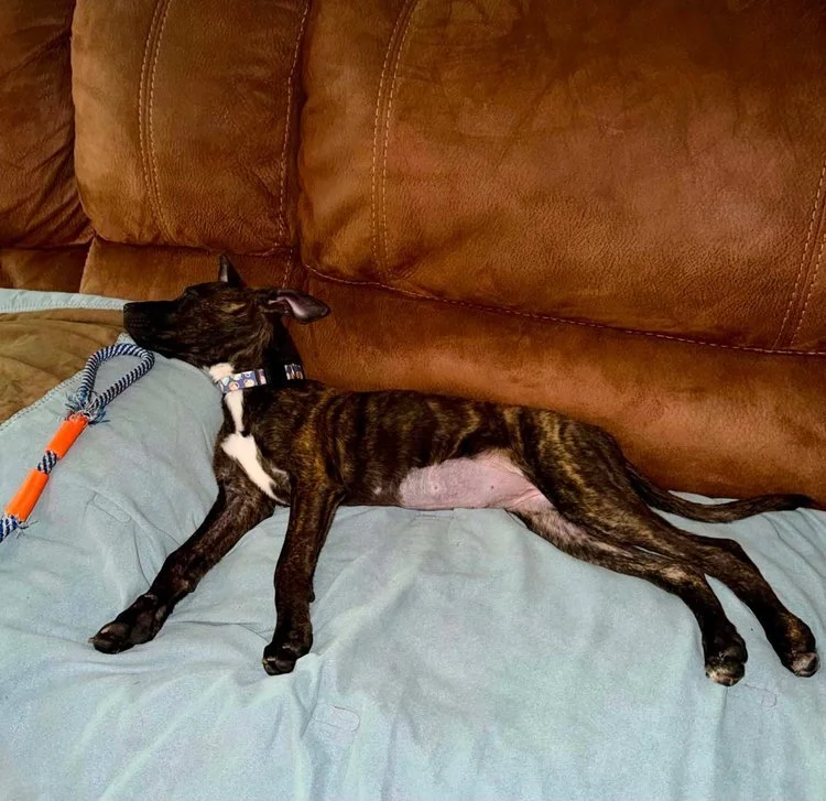 notorious-dog-rescue-wren-09.jpg