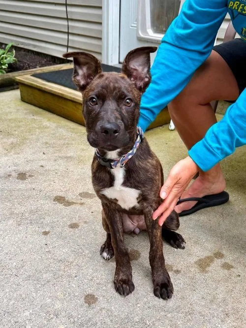 notorious-dog-rescue-wren-11.jpg