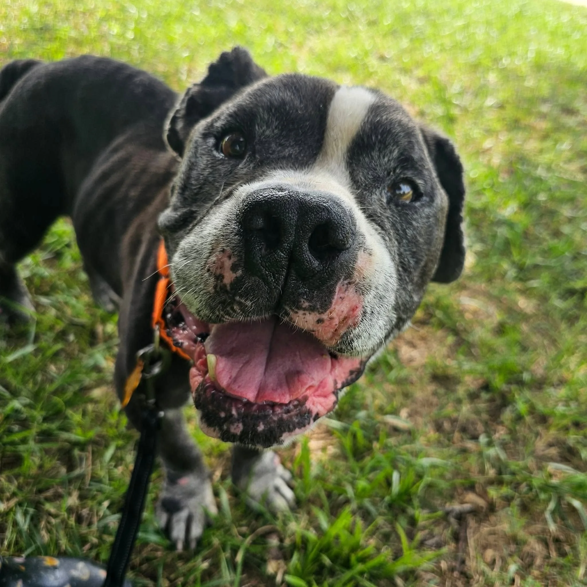 notorious-dog-rescue-helios-03.jpg