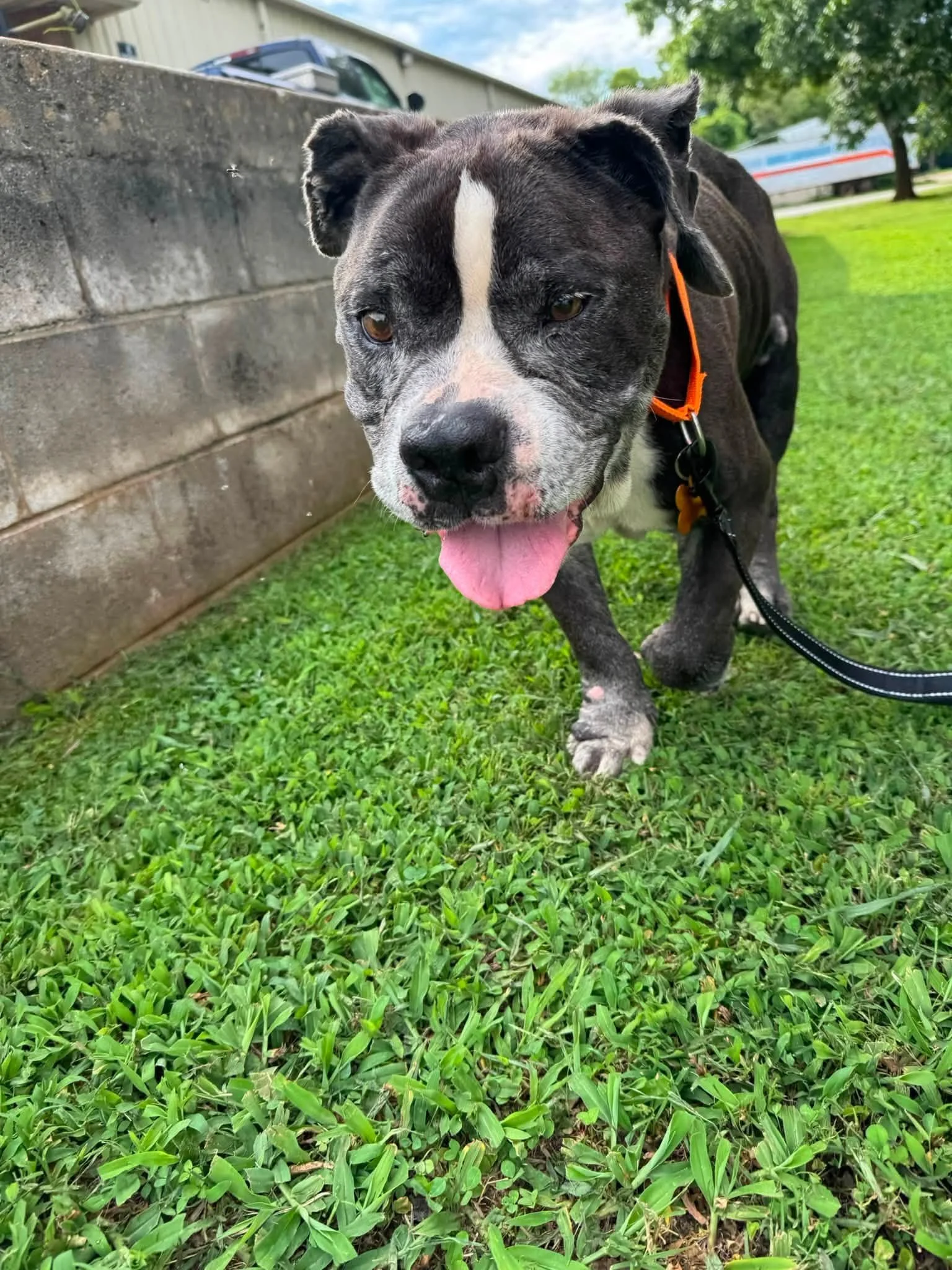 notorious-dog-rescue-helios-04.jpg