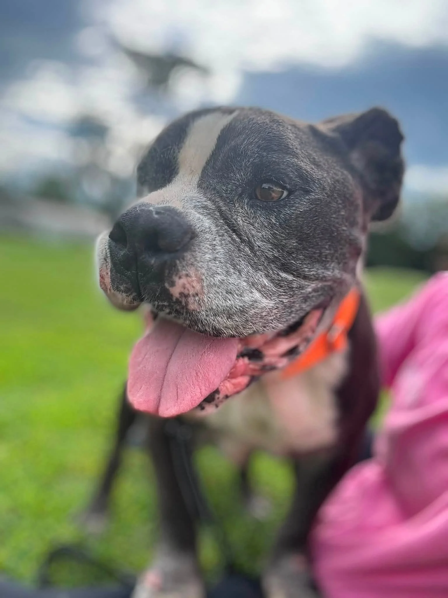notorious-dog-rescue-helios-05.jpg