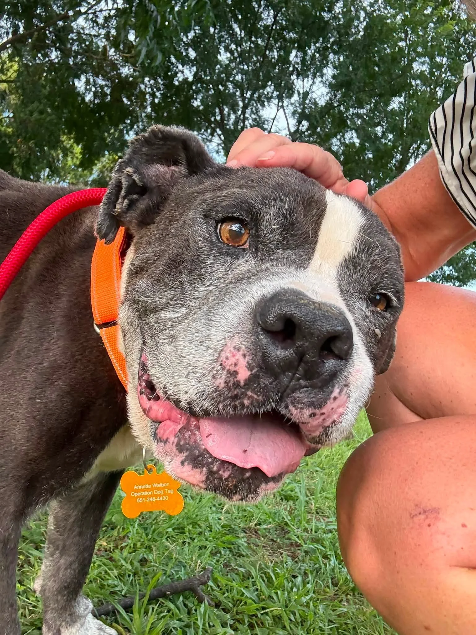 notorious-dog-rescue-helios-06.jpg