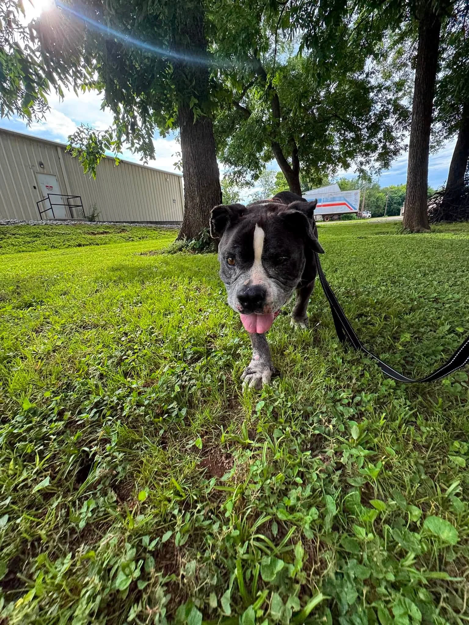 notorious-dog-rescue-helios-07.jpg