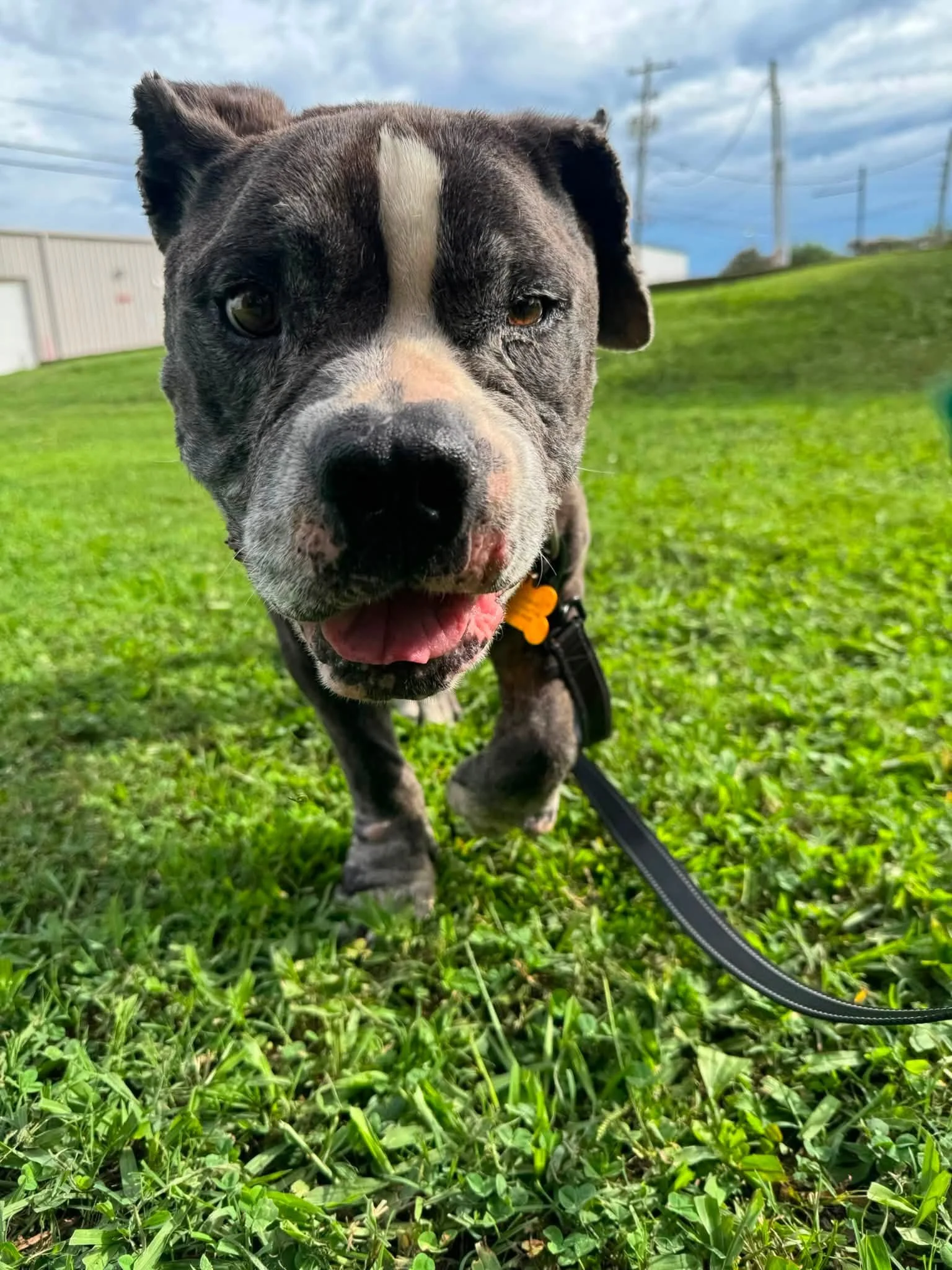 notorious-dog-rescue-helios-08.jpg