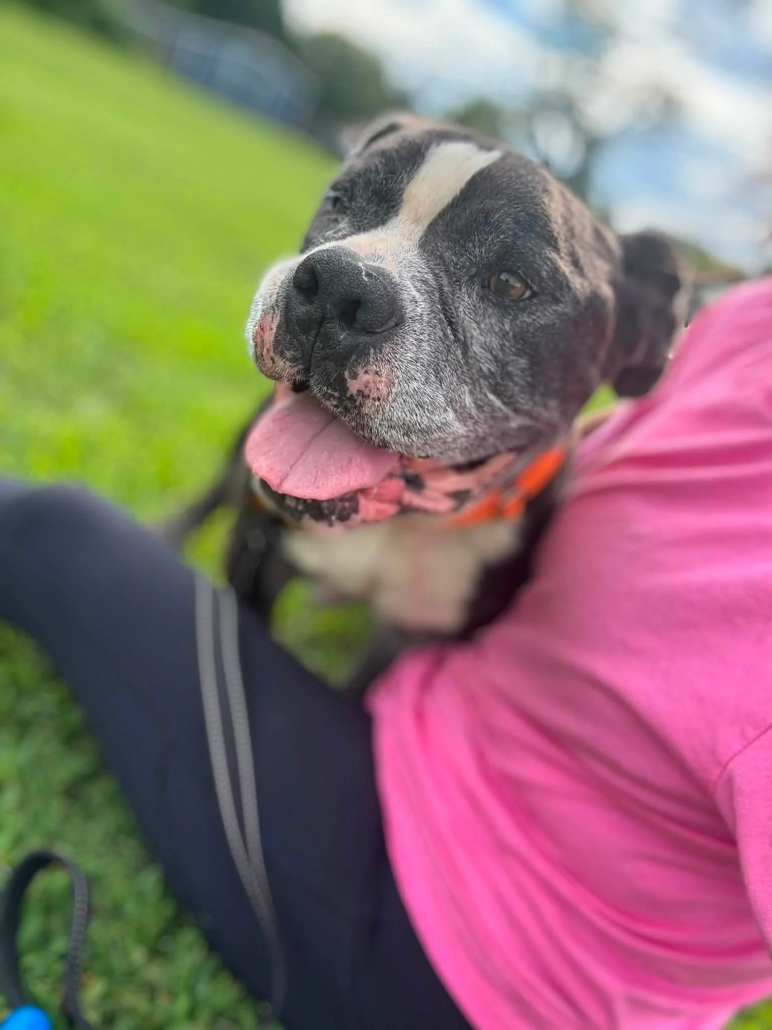 notorious-dog-rescue-helios-09.jpg
