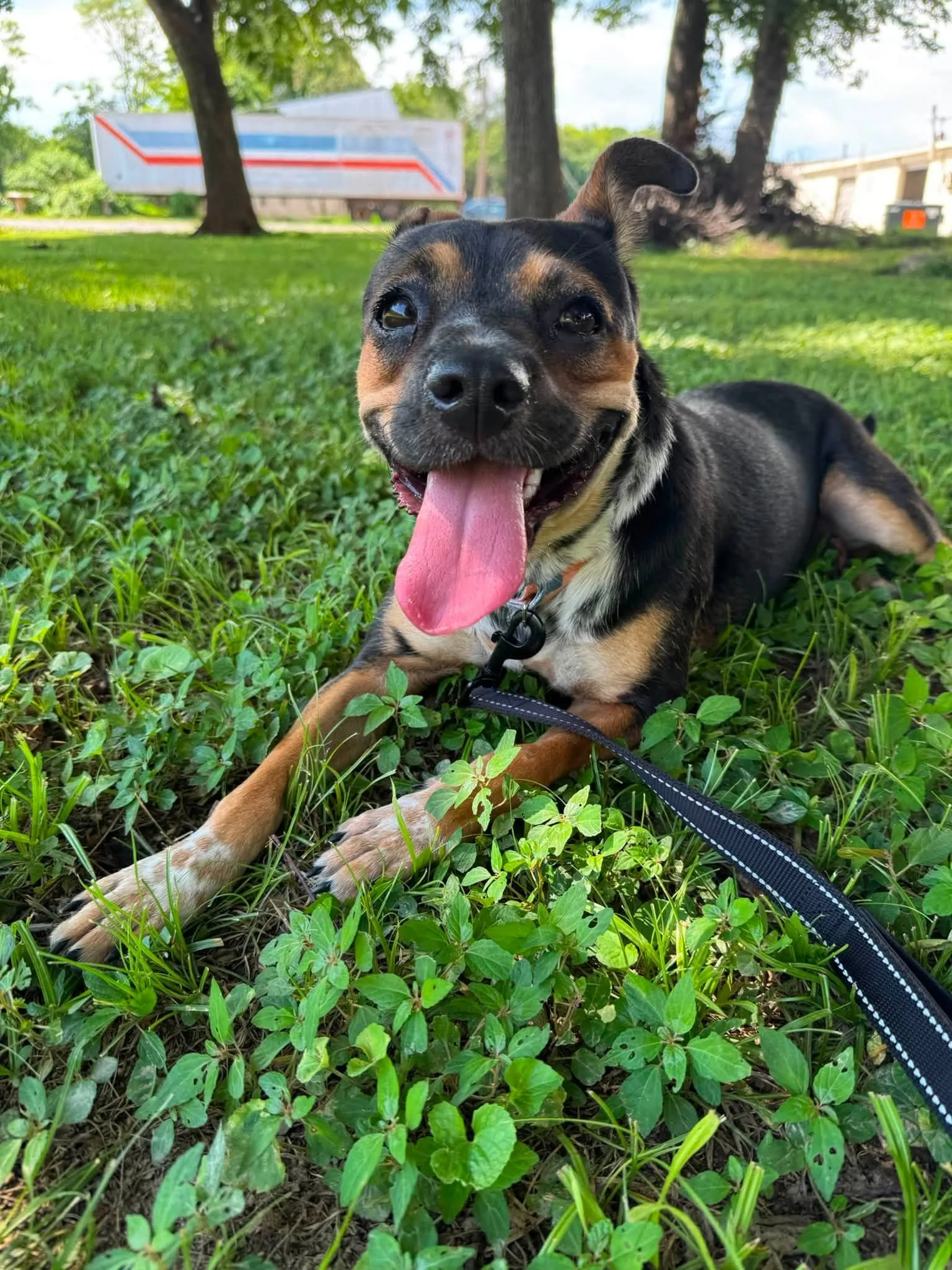 notorious-dog-rescue-greta-01.jpg