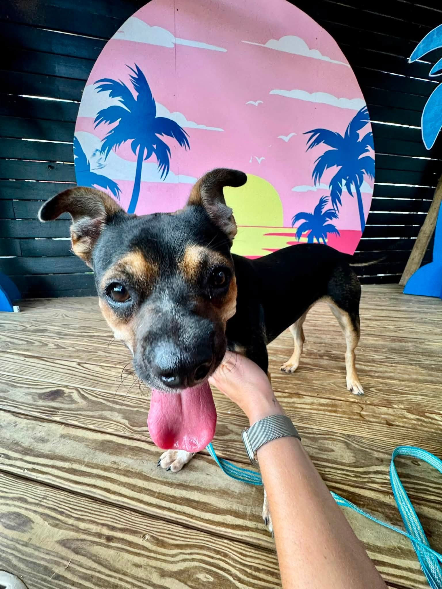notorious-dog-rescue-greta-02.jpg