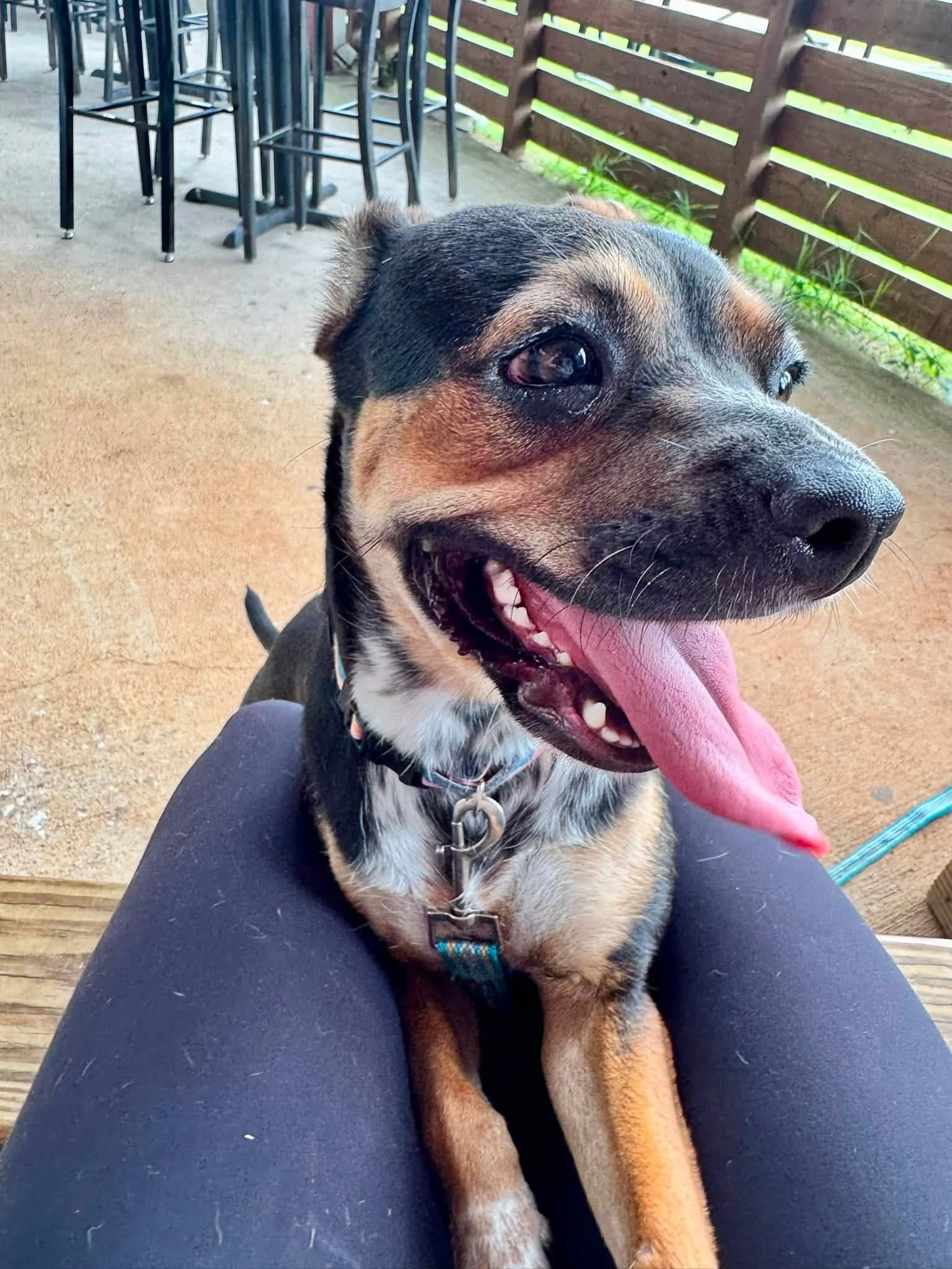 notorious-dog-rescue-greta-03.jpg