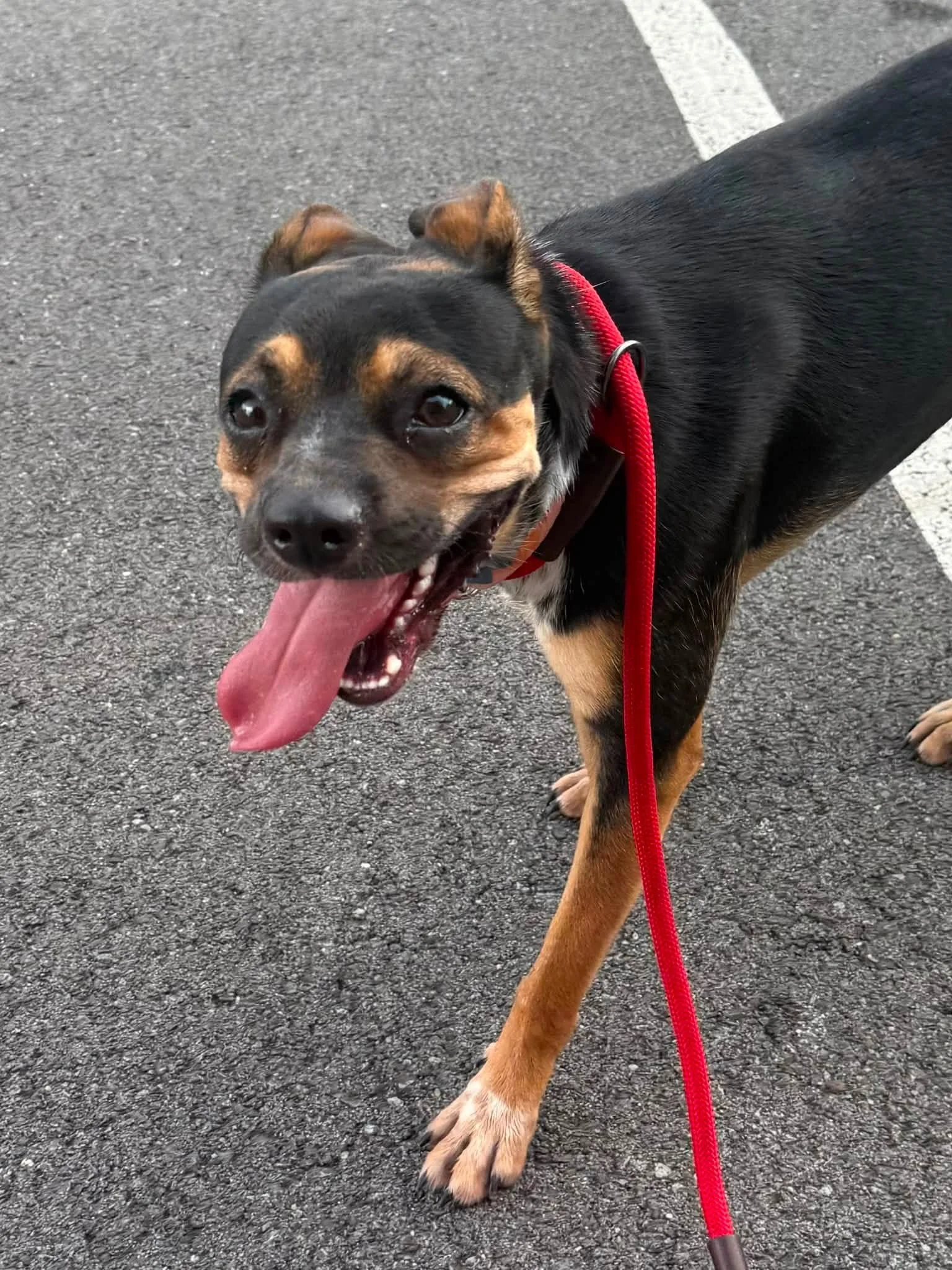 notorious-dog-rescue-greta-04.jpg