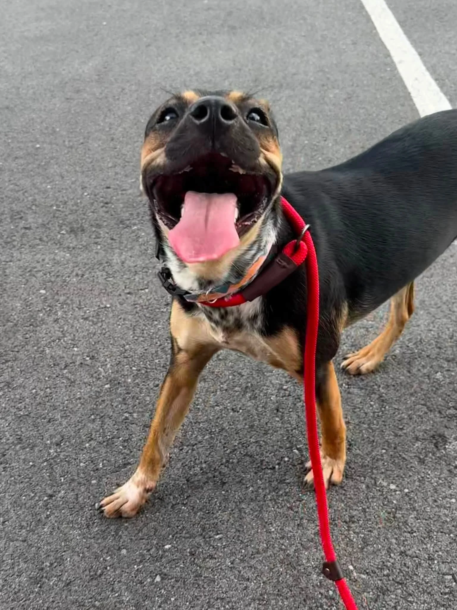notorious-dog-rescue-greta-05.jpg