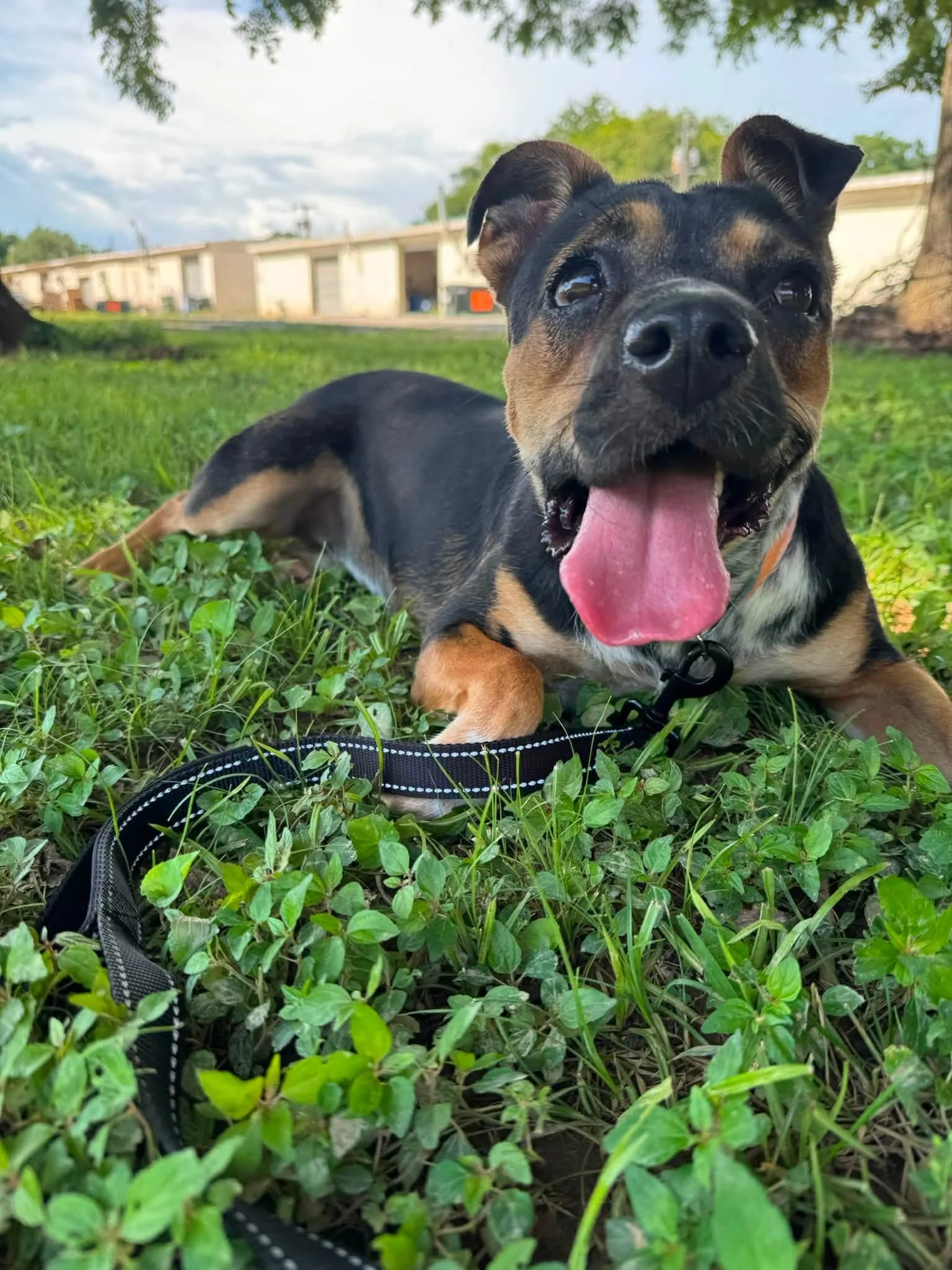 notorious-dog-rescue-greta-06.jpg