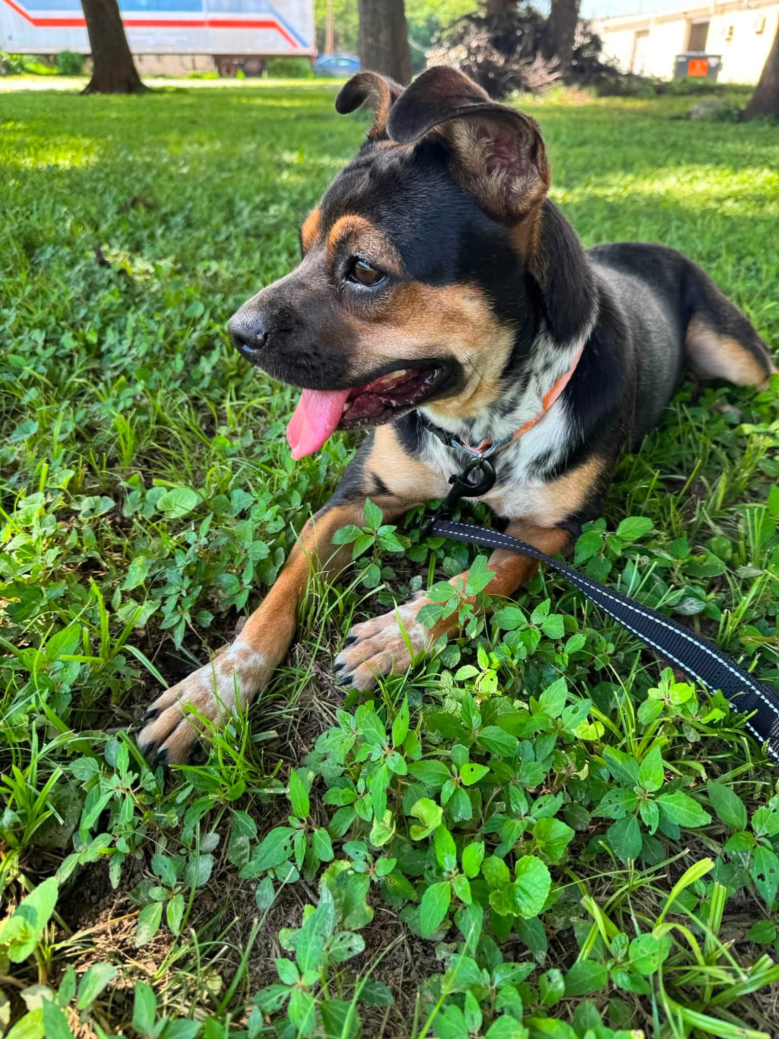 notorious-dog-rescue-greta-07.jpg