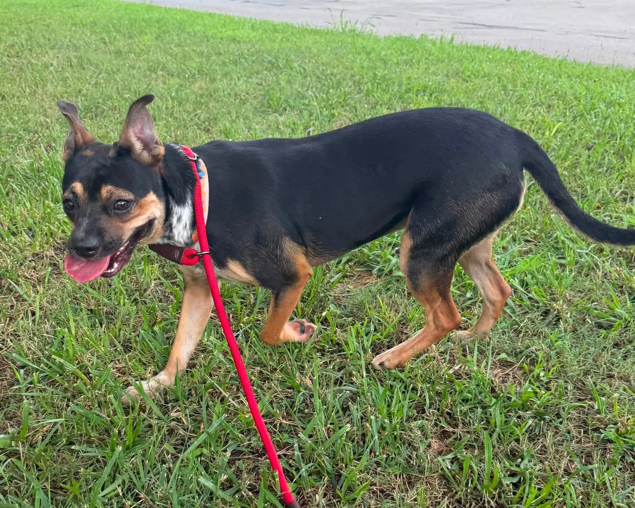 notorious-dog-rescue-greta-08.jpg