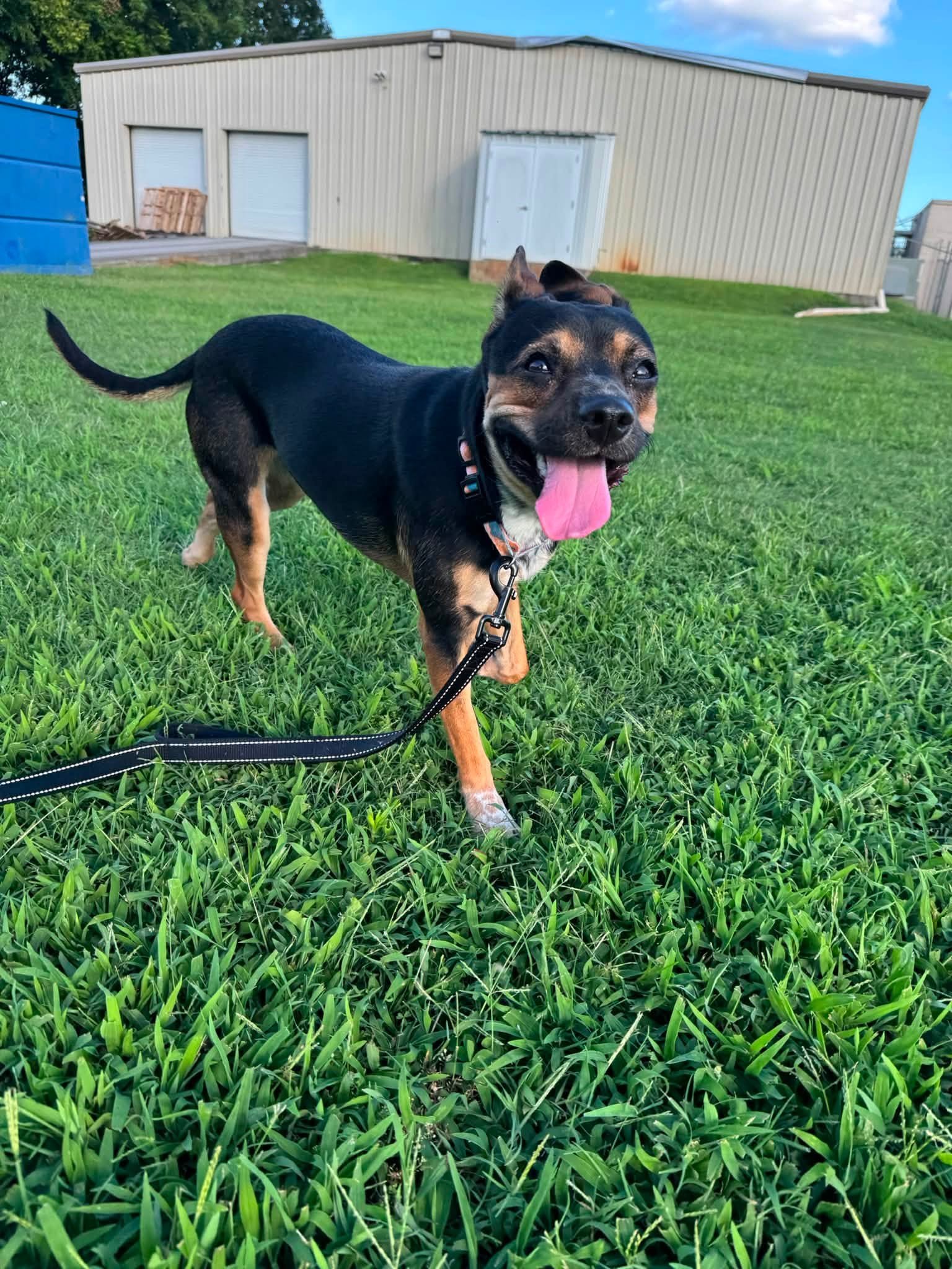 notorious-dog-rescue-greta-09.jpg