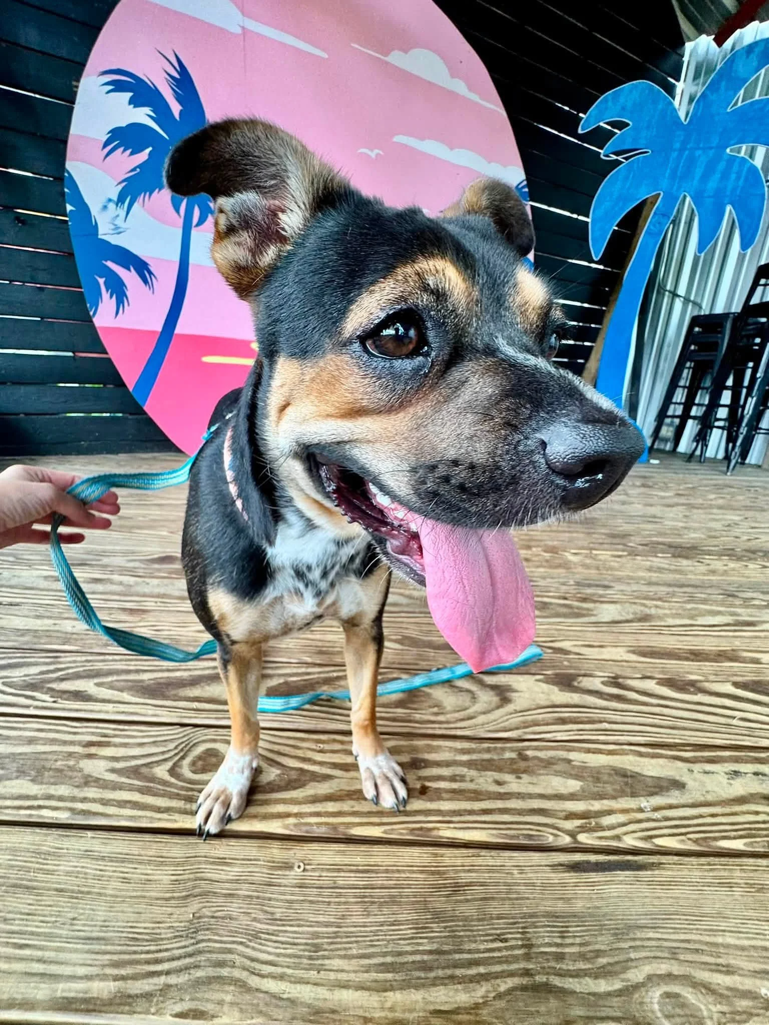 notorious-dog-rescue-greta-10.jpg