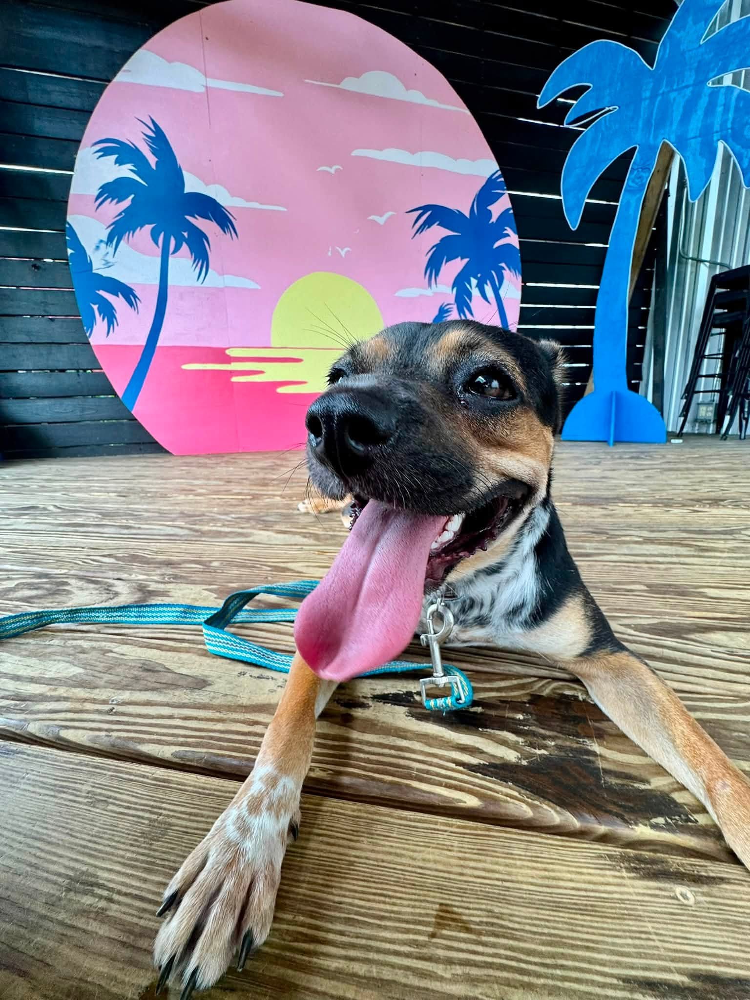 notorious-dog-rescue-greta-11.jpg
