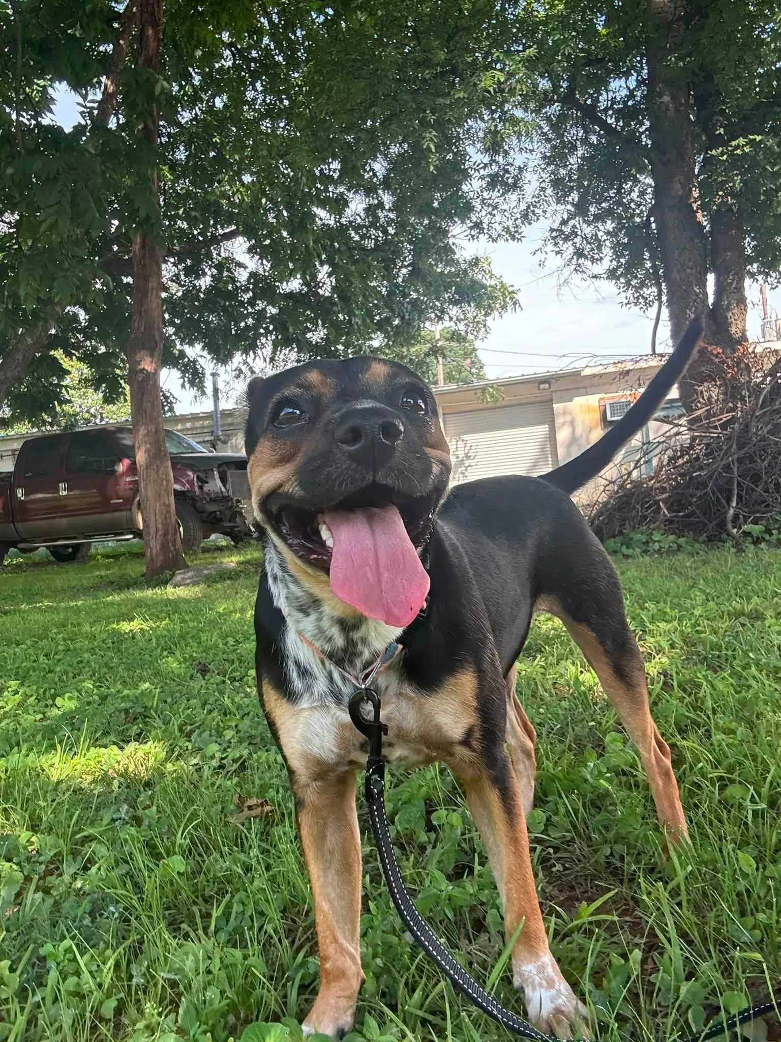 notorious-dog-rescue-greta-12.jpg