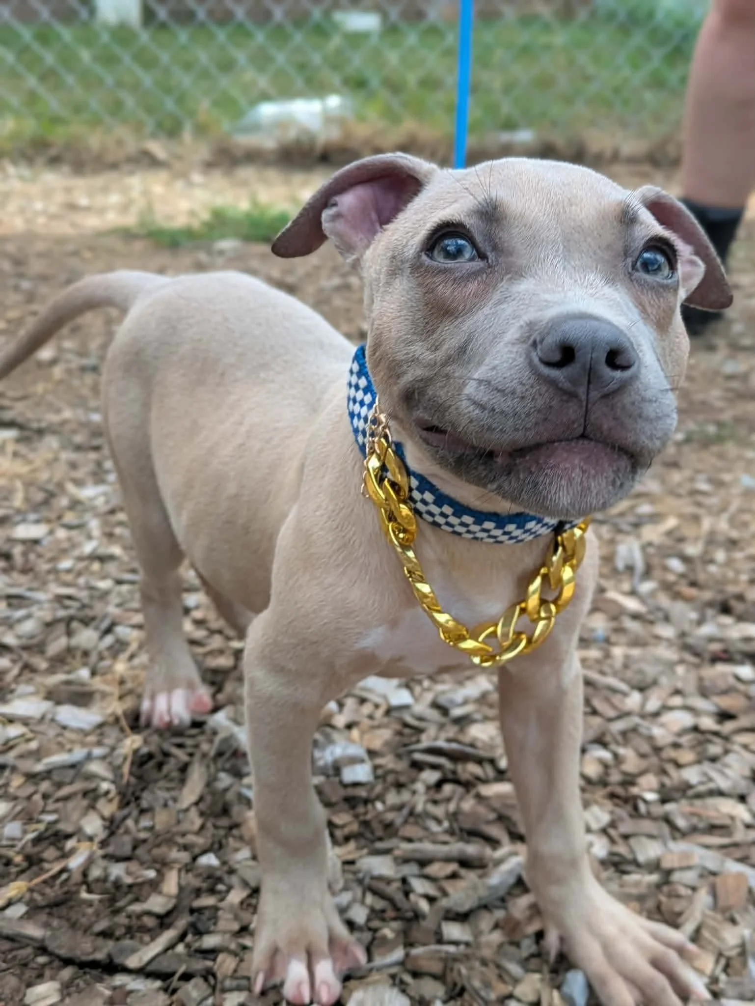 notorious-dog-rescue-bryce-02.jpg