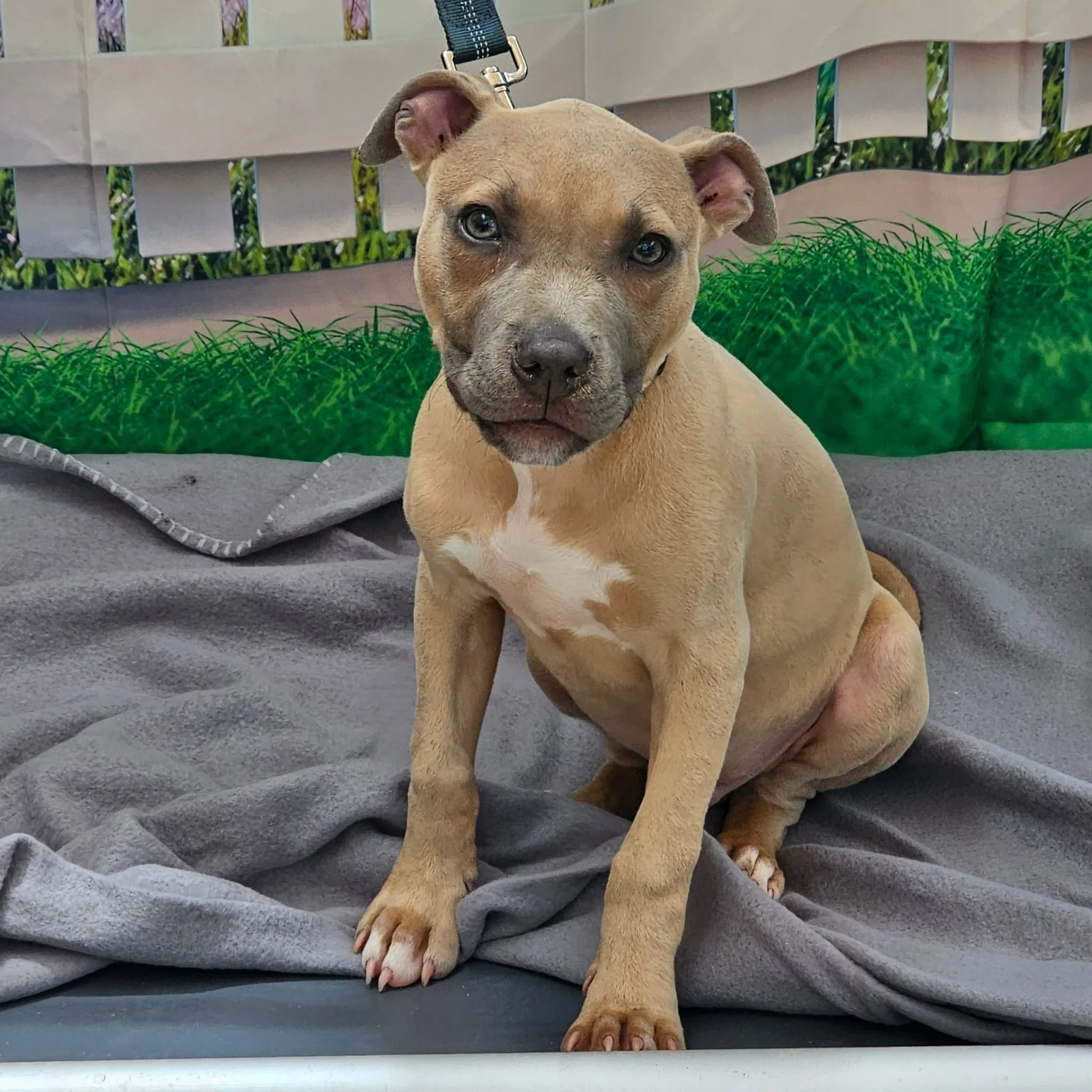 notorious-dog-rescue-bryce-01.jpg