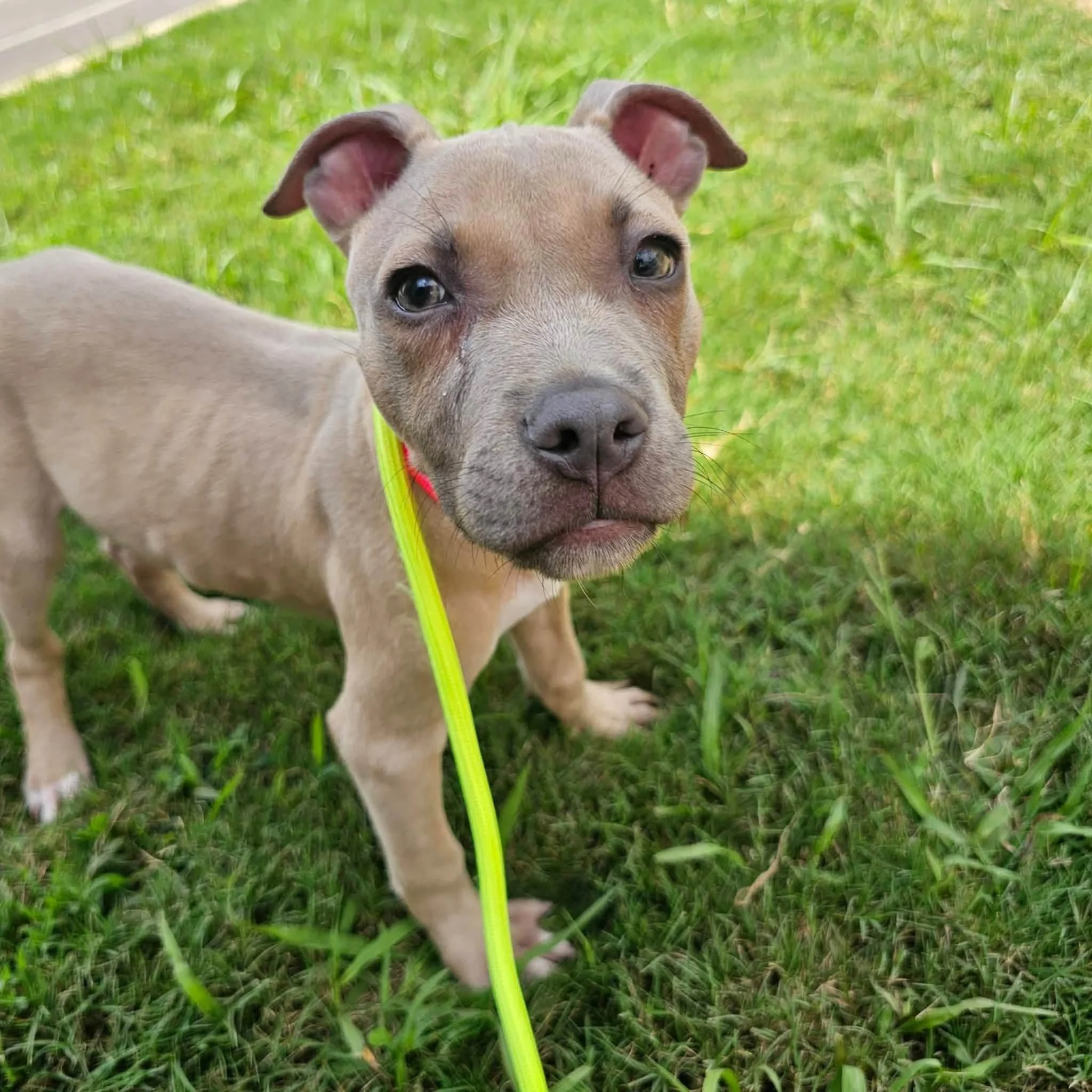 notorious-dog-rescue-bryce-03.jpg