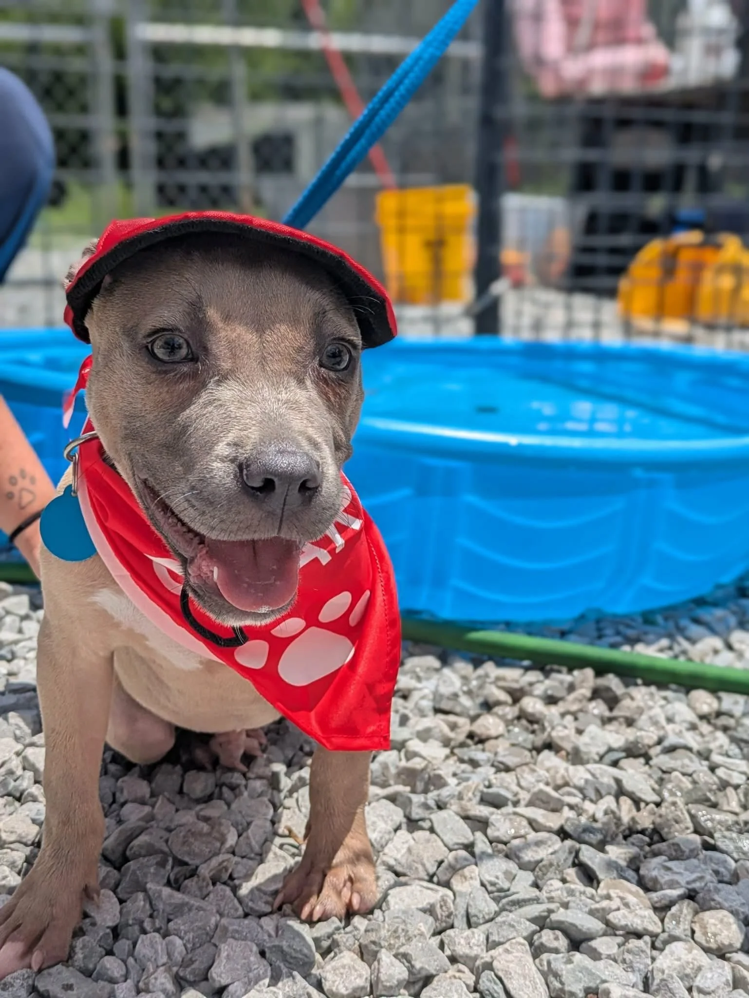 notorious-dog-rescue-bryce-04.jpeg