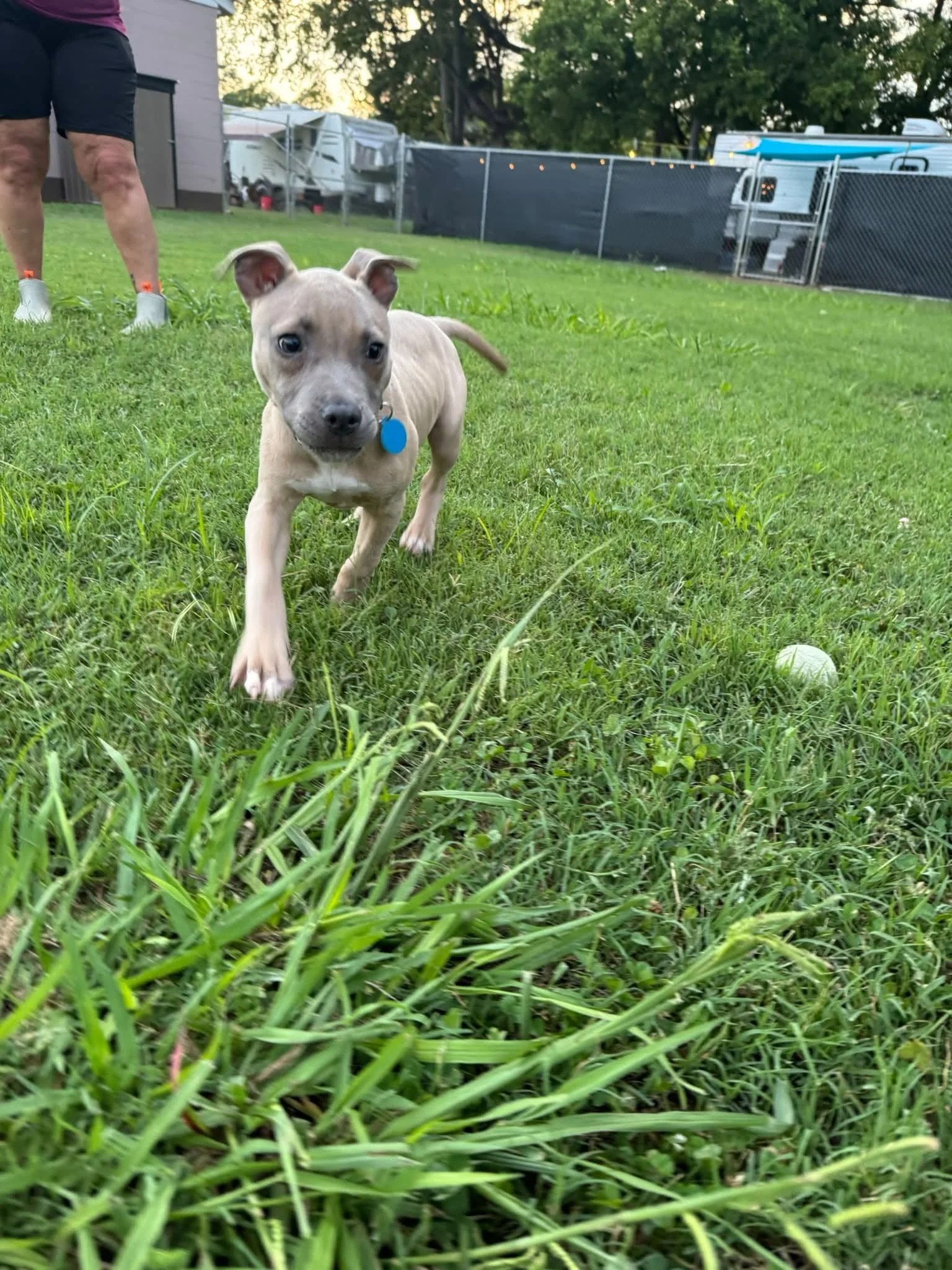 notorious-dog-rescue-bryce-05.jpg