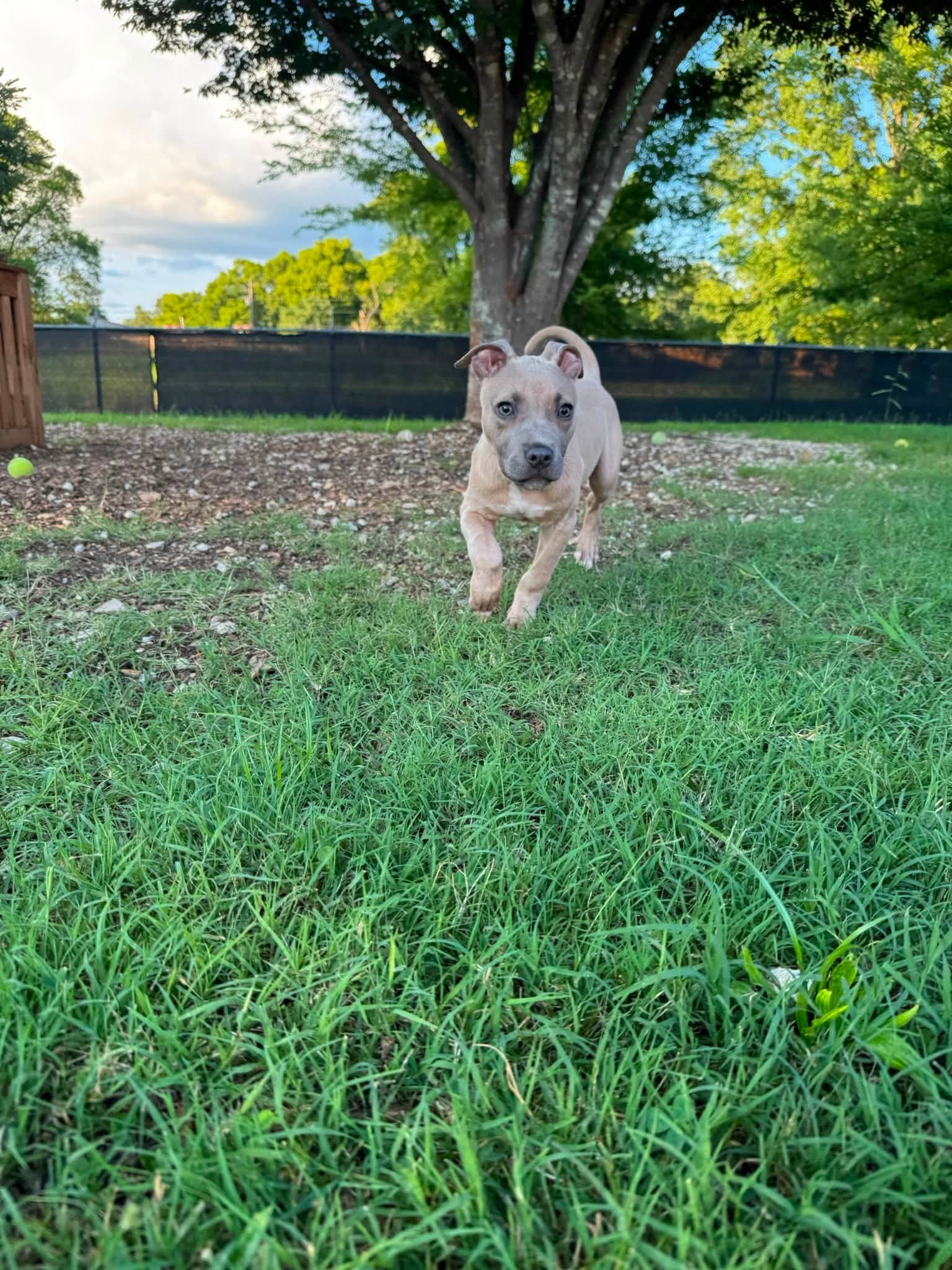 notorious-dog-rescue-bryce-06.jpg