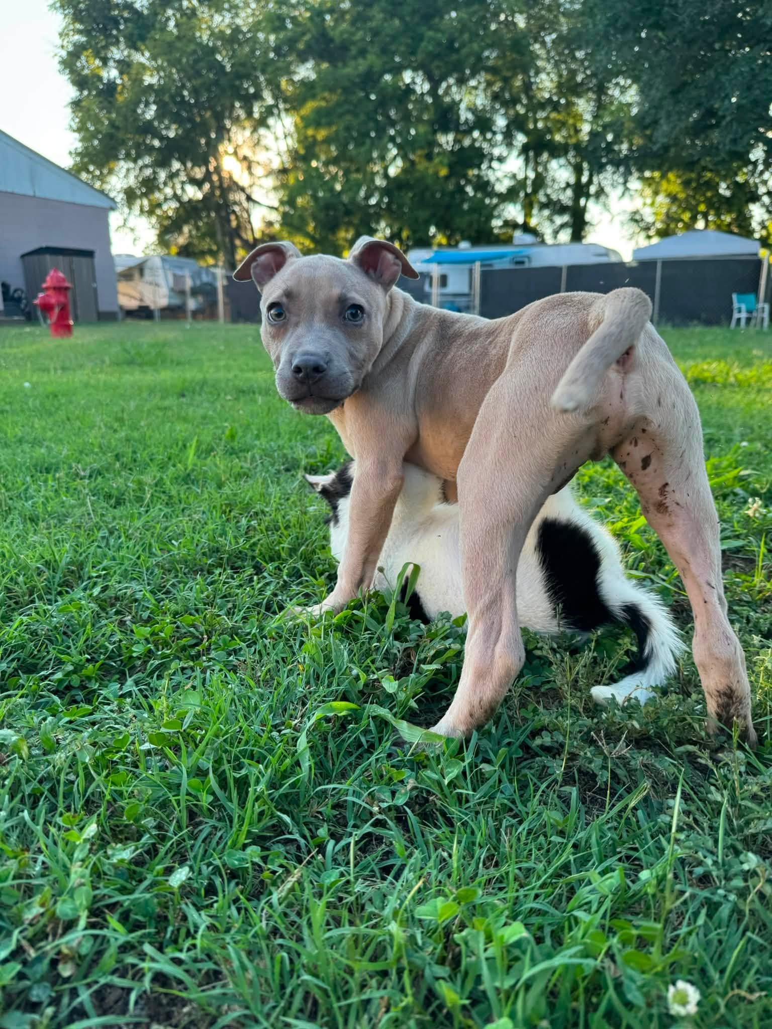 notorious-dog-rescue-bryce-08.jpg