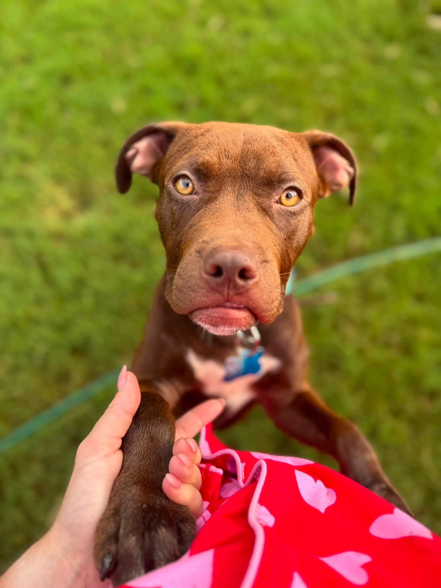 notorious-dog-rescue-bristol-02.jpg