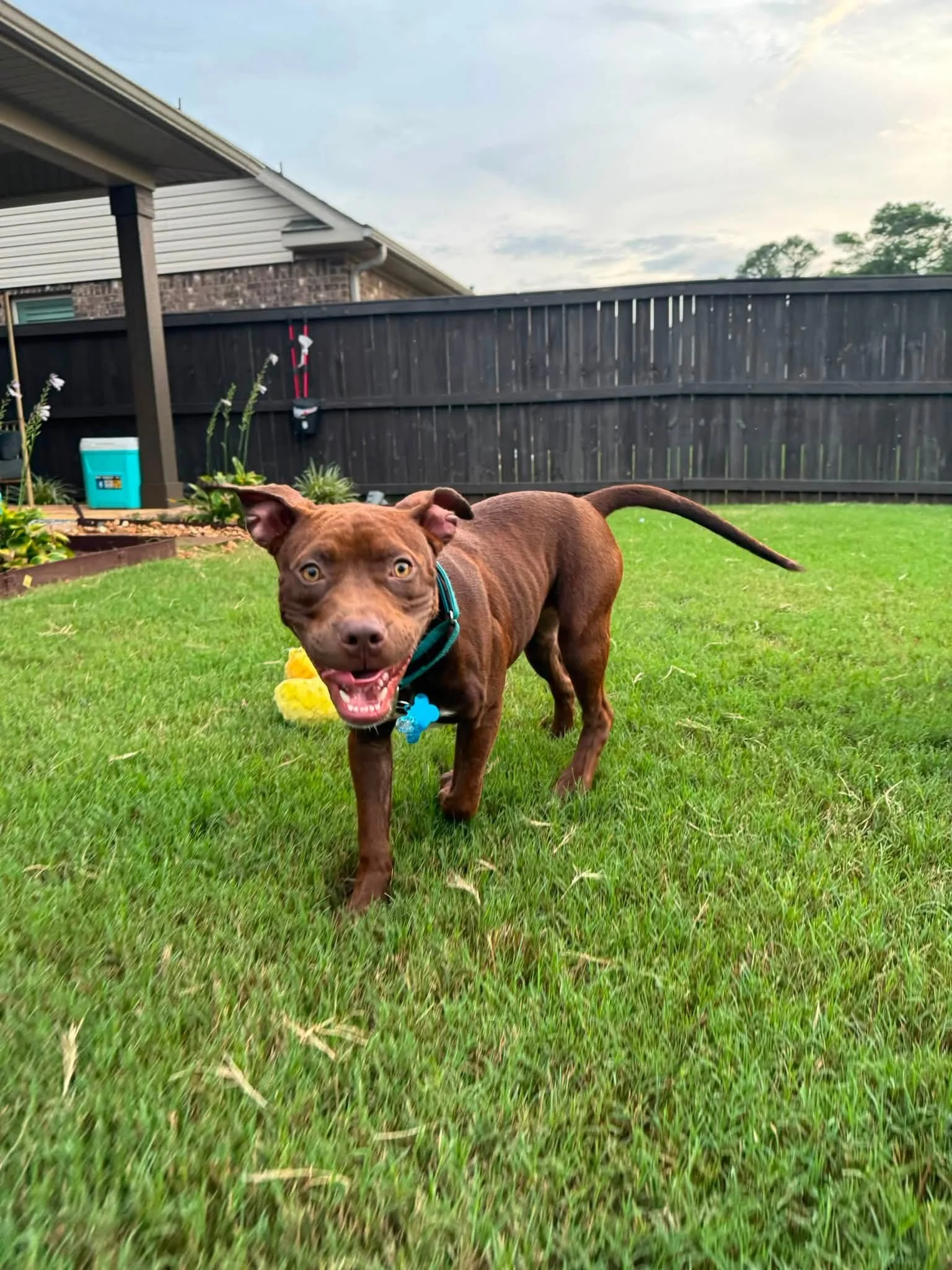 notorious-dog-rescue-bristol-04.jpg