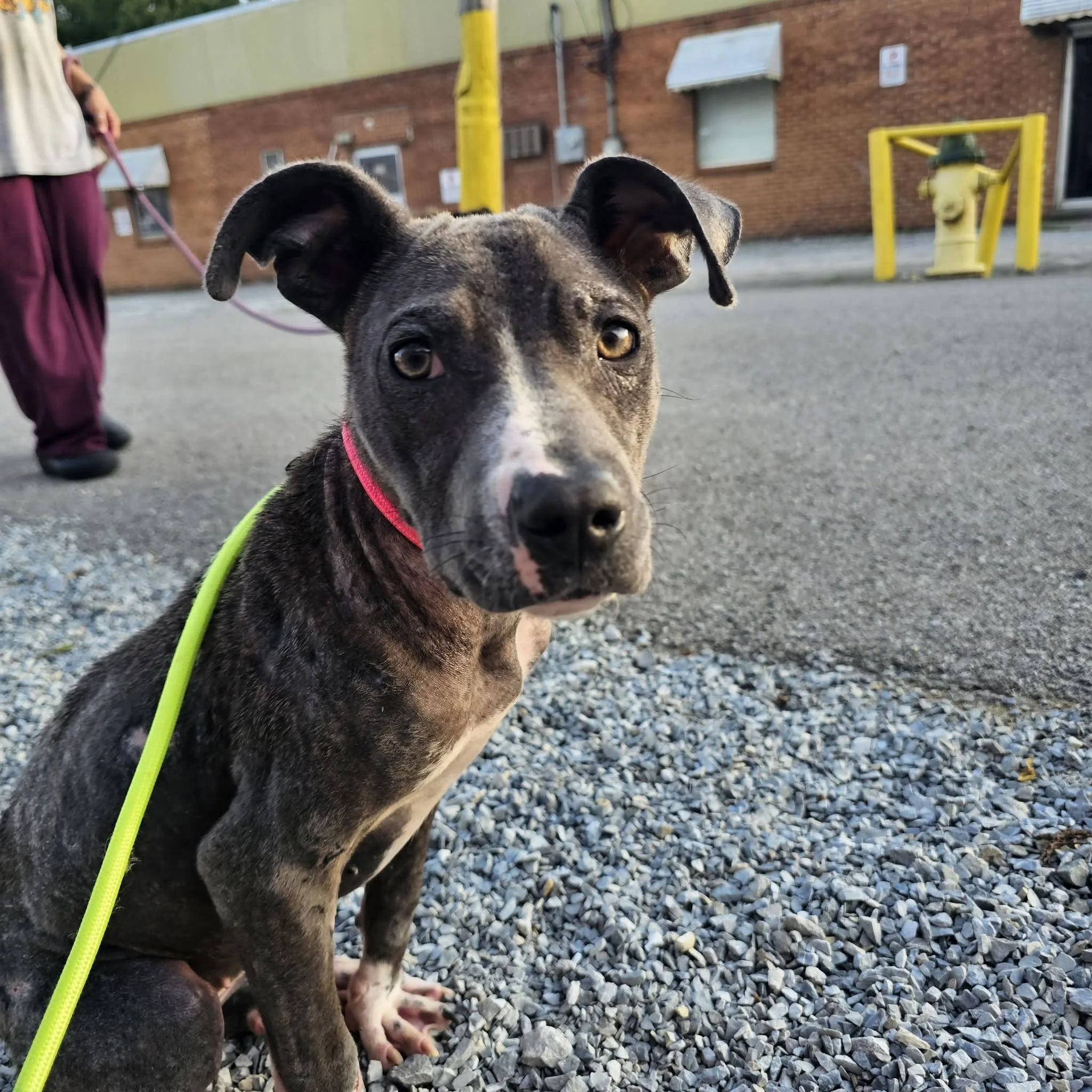 notorious-dog-rescue-jolie-01.jpg