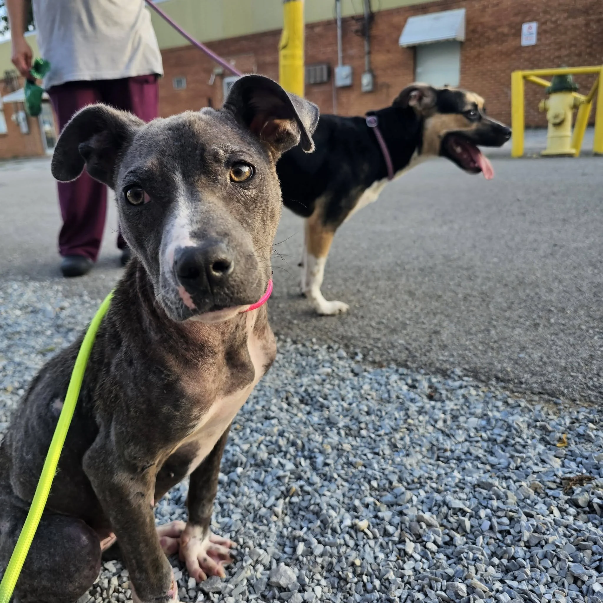notorious-dog-rescue-jolie-02.jpg