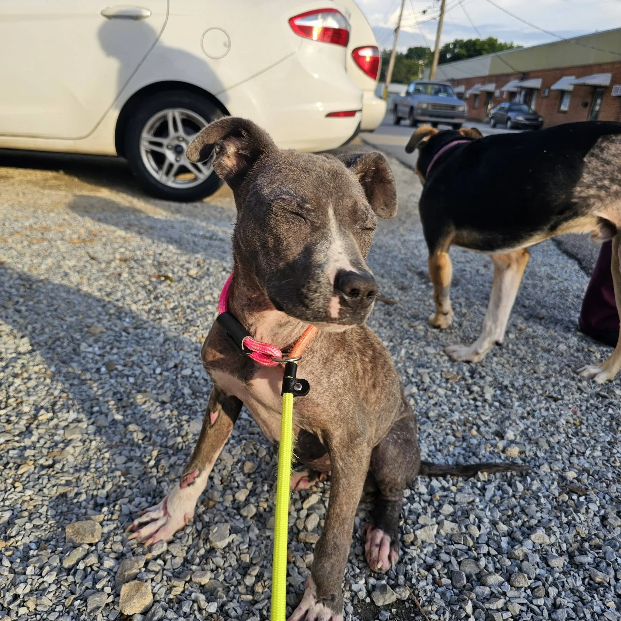 notorious-dog-rescue-jolie-03.jpg