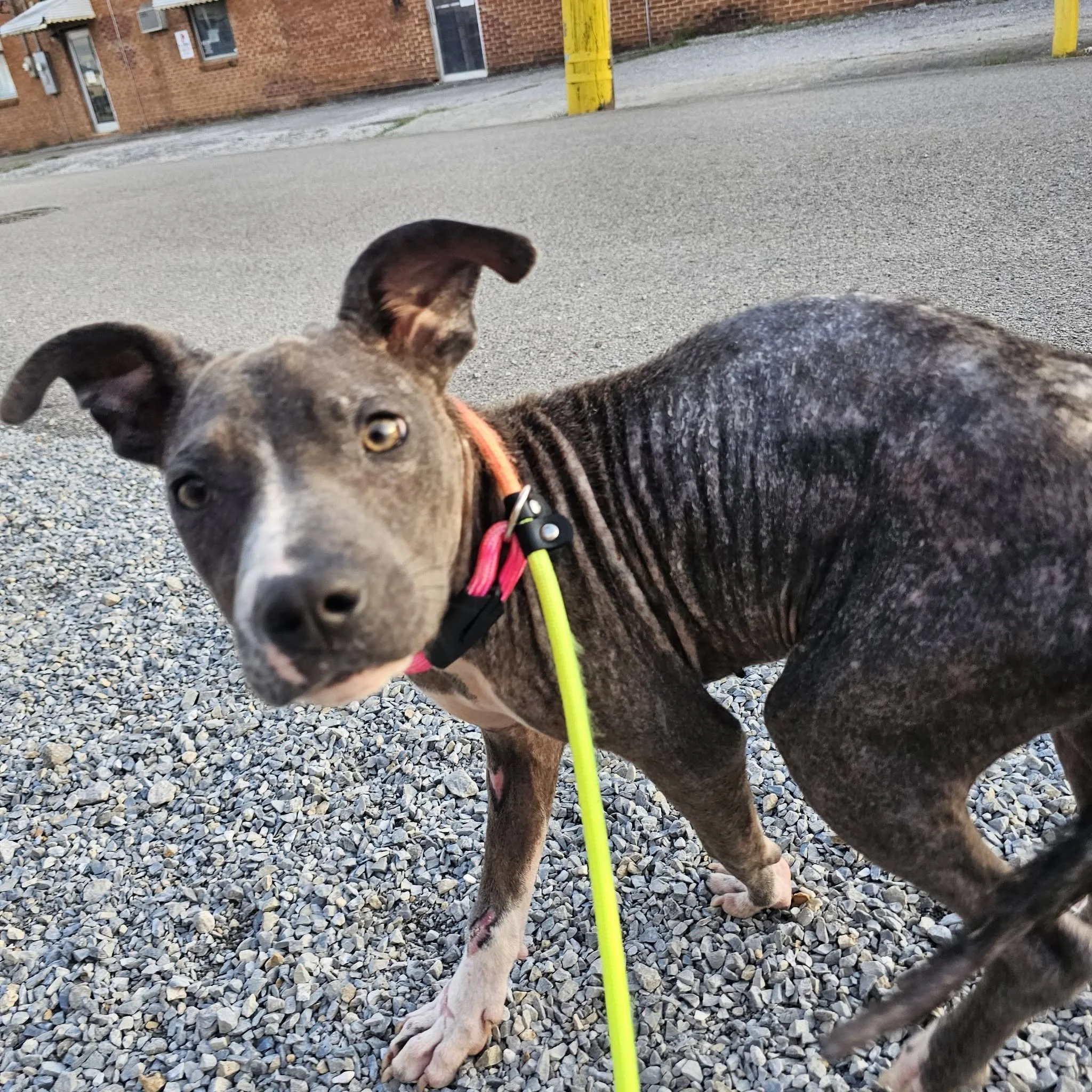 notorious-dog-rescue-jolie-04.jpg