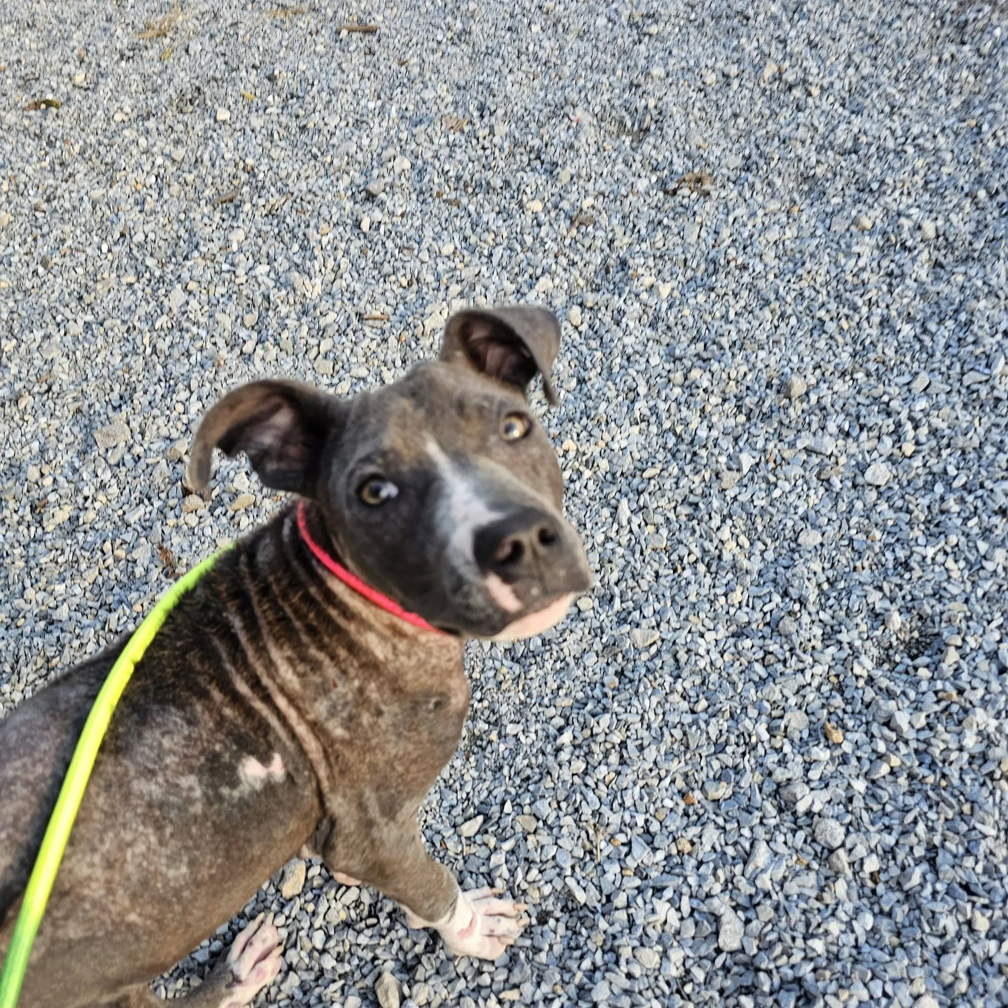 notorious-dog-rescue-jolie-05.jpg