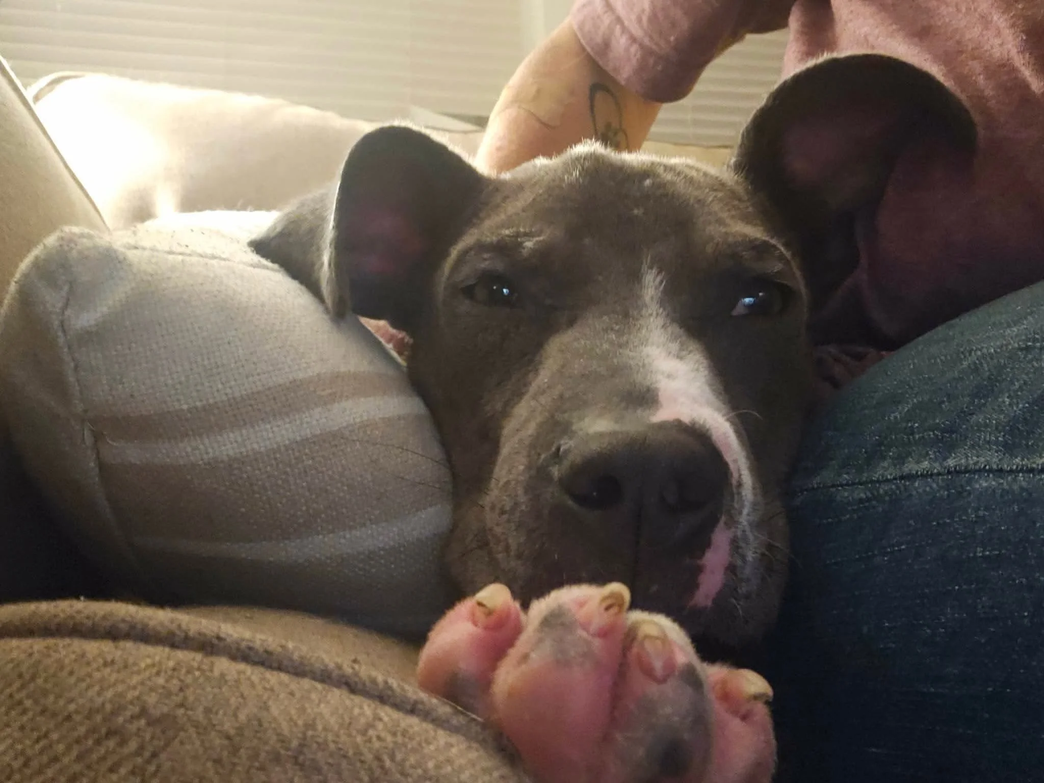 notorious-dog-rescue-jolie-06.jpg