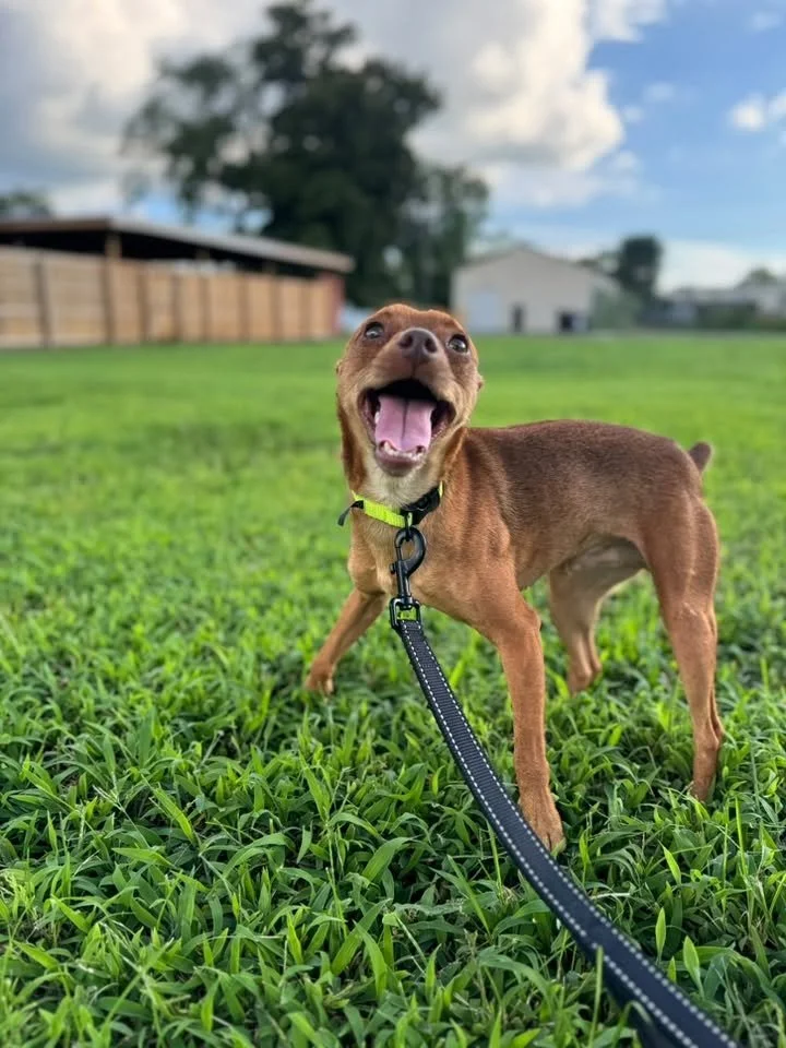 notorious-dog-rescue-niles-02.jpg