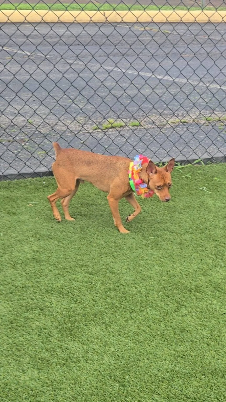 notorious-dog-rescue-niles-03.jpg