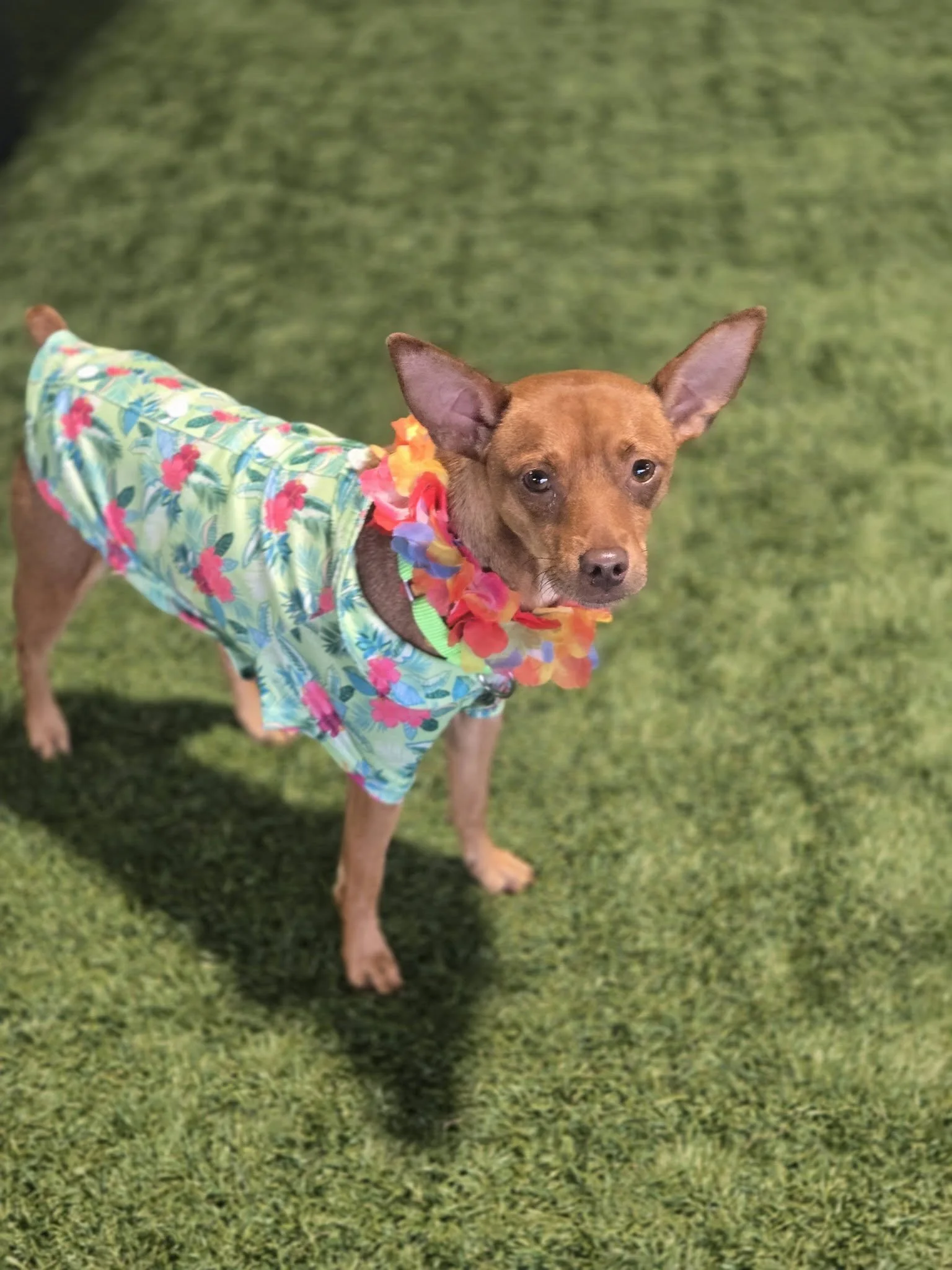 notorious-dog-rescue-niles-05.jpg